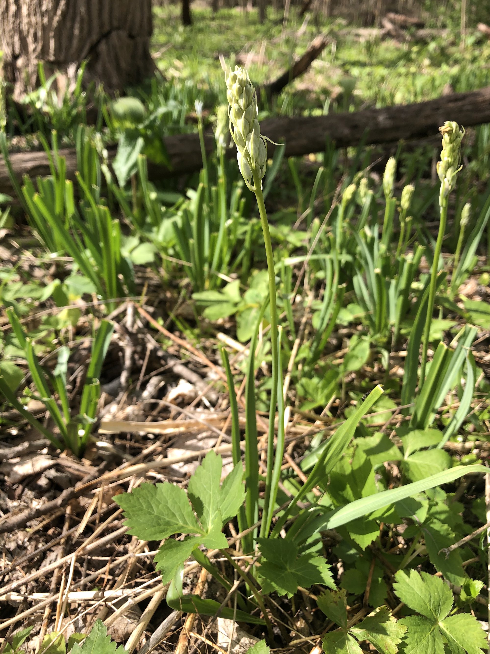 Wild Hyacinth in woods between Marion Dunn and Oak Savanna on May 2, 2021.