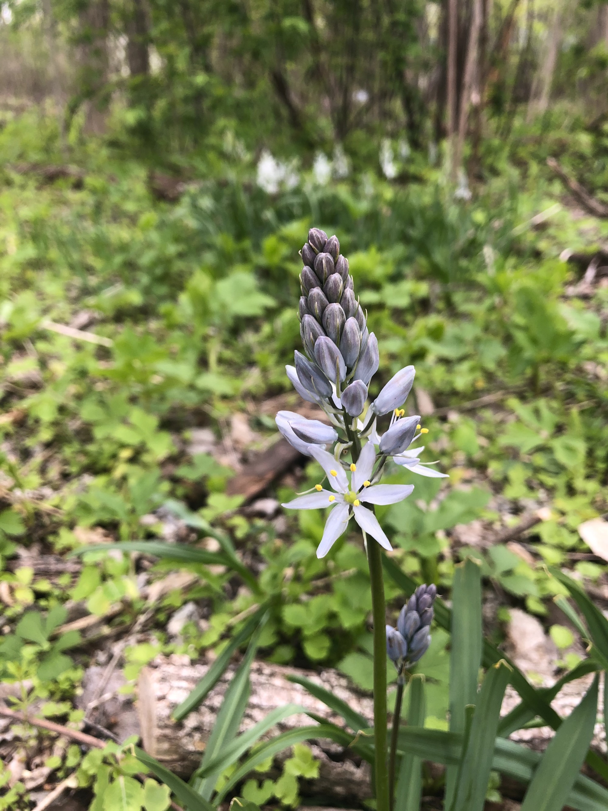 Wild Hyacinth in woods between Marion Dunn and Oak Savanna on May 8, 2021.
