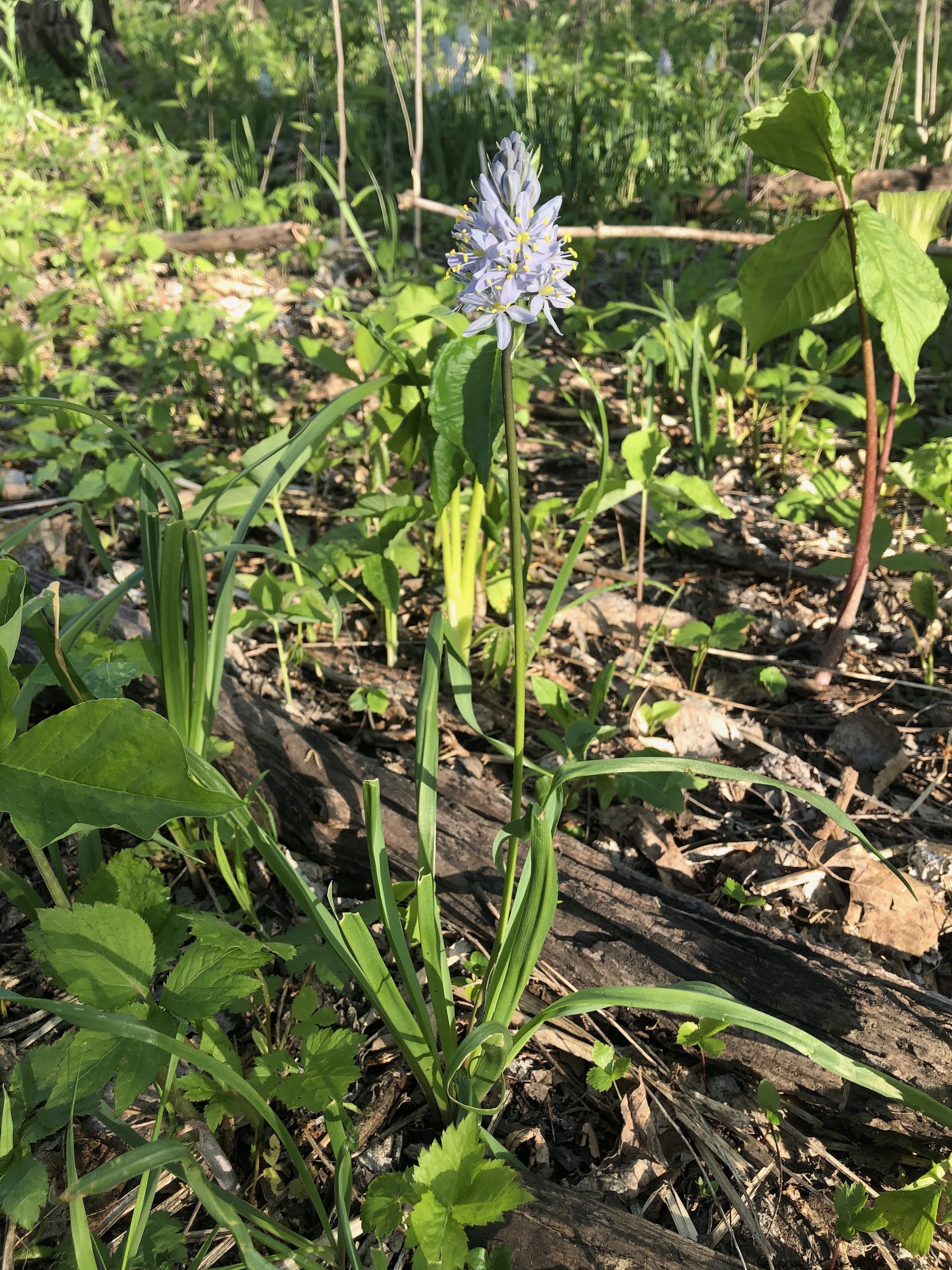 Wild Hyacinth in woods between Marion Dunn and Oak Savanna on May 13, 2021.