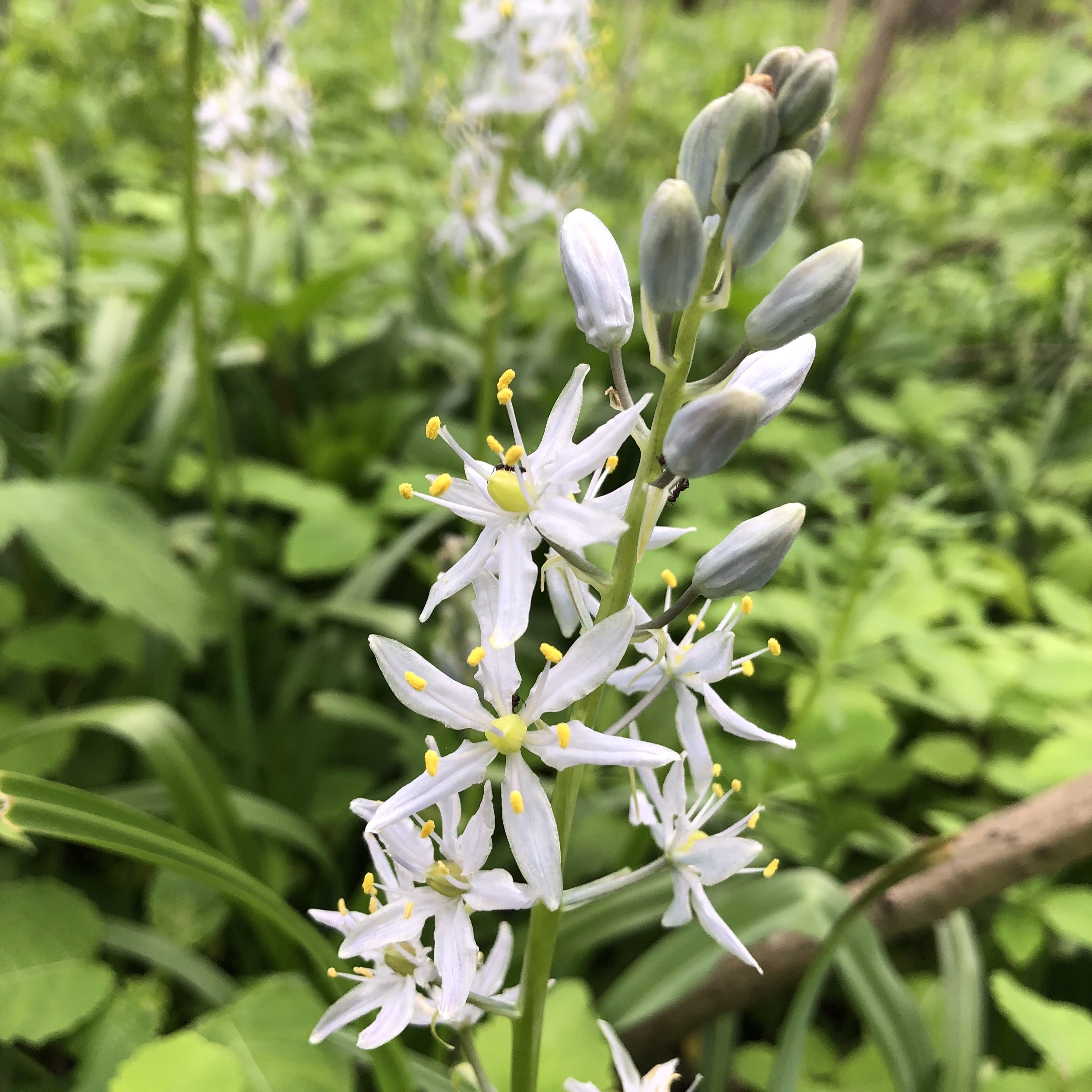 Wild Hyacinth in woods between Oak Savanna and Marion Dunn Prairie on May 18, 2019.