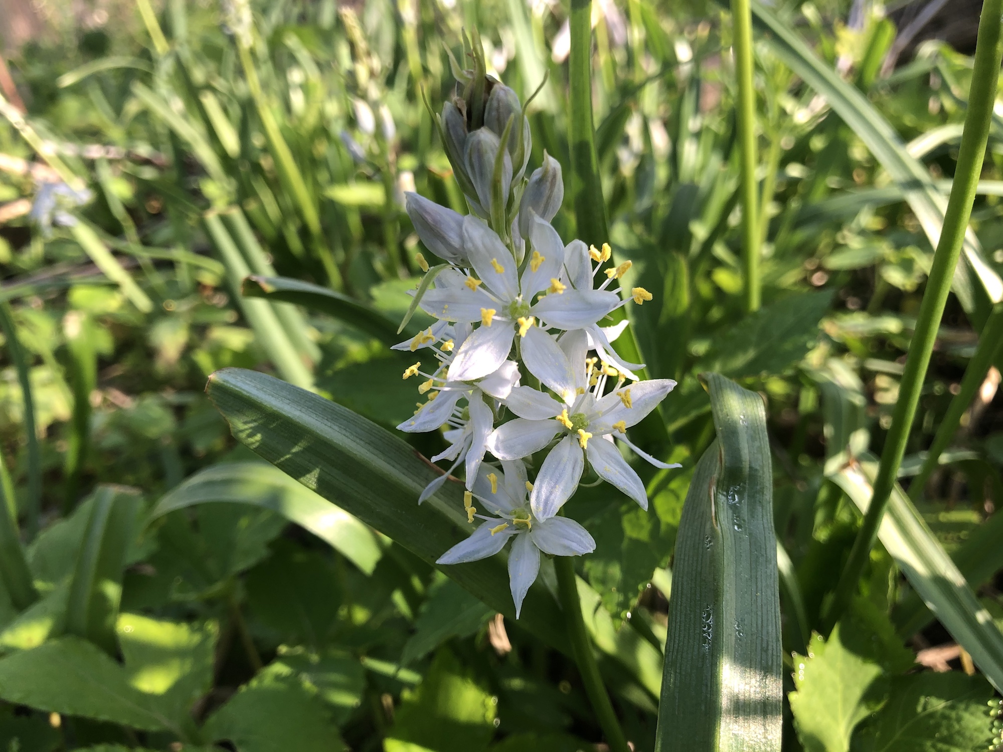 Wild Hyacinth in woods between Marion Dunn and Oak Savanna on May 16, 2020.