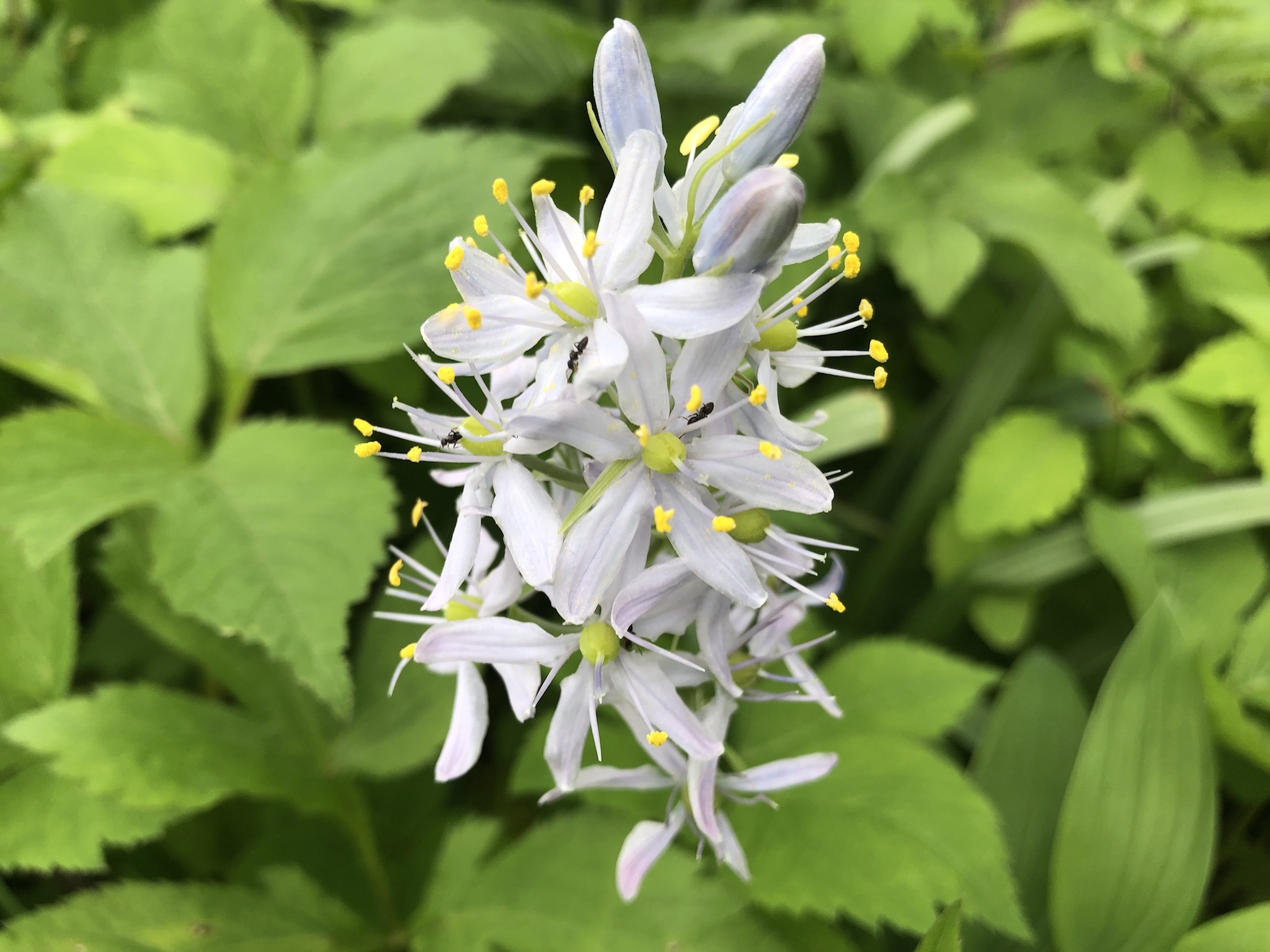 Wild Hyacinth in woods between Oak Savanna and Marion Dunn Prairie on May 20, 2019.