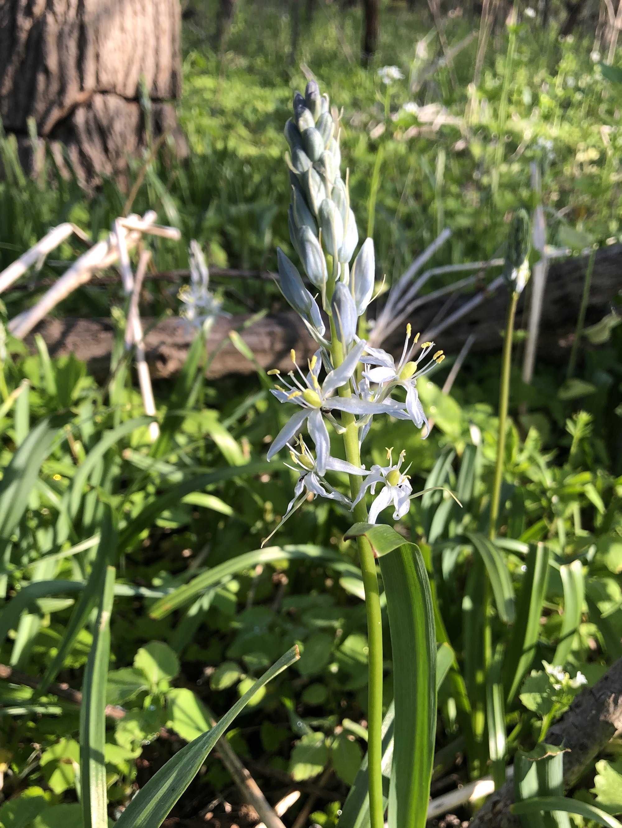 Wild Hyacinth in woods between Marion Dunn and Oak Savanna on May 16, 2020.
