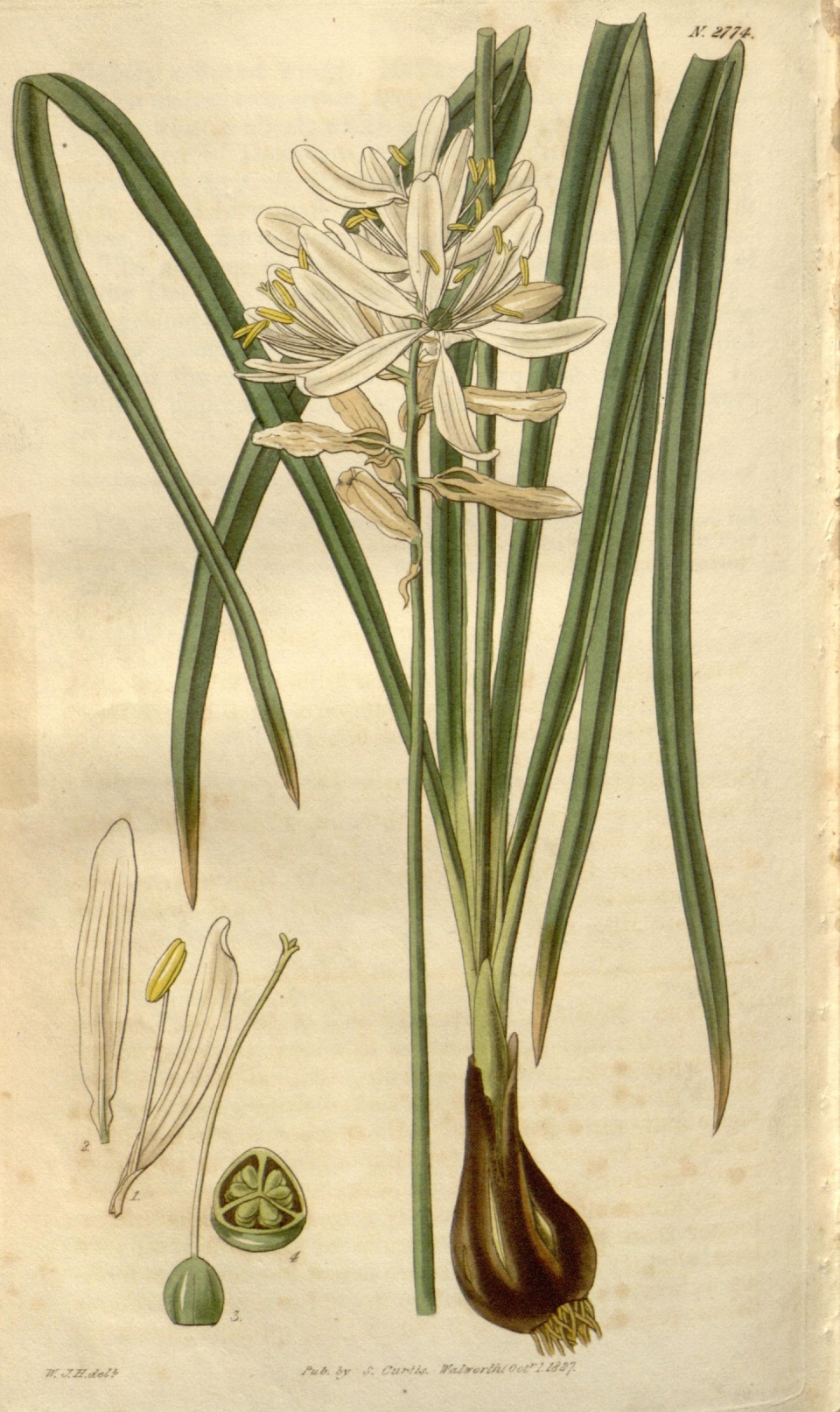 Wild Hyacinth botanical illustration circa 1827.