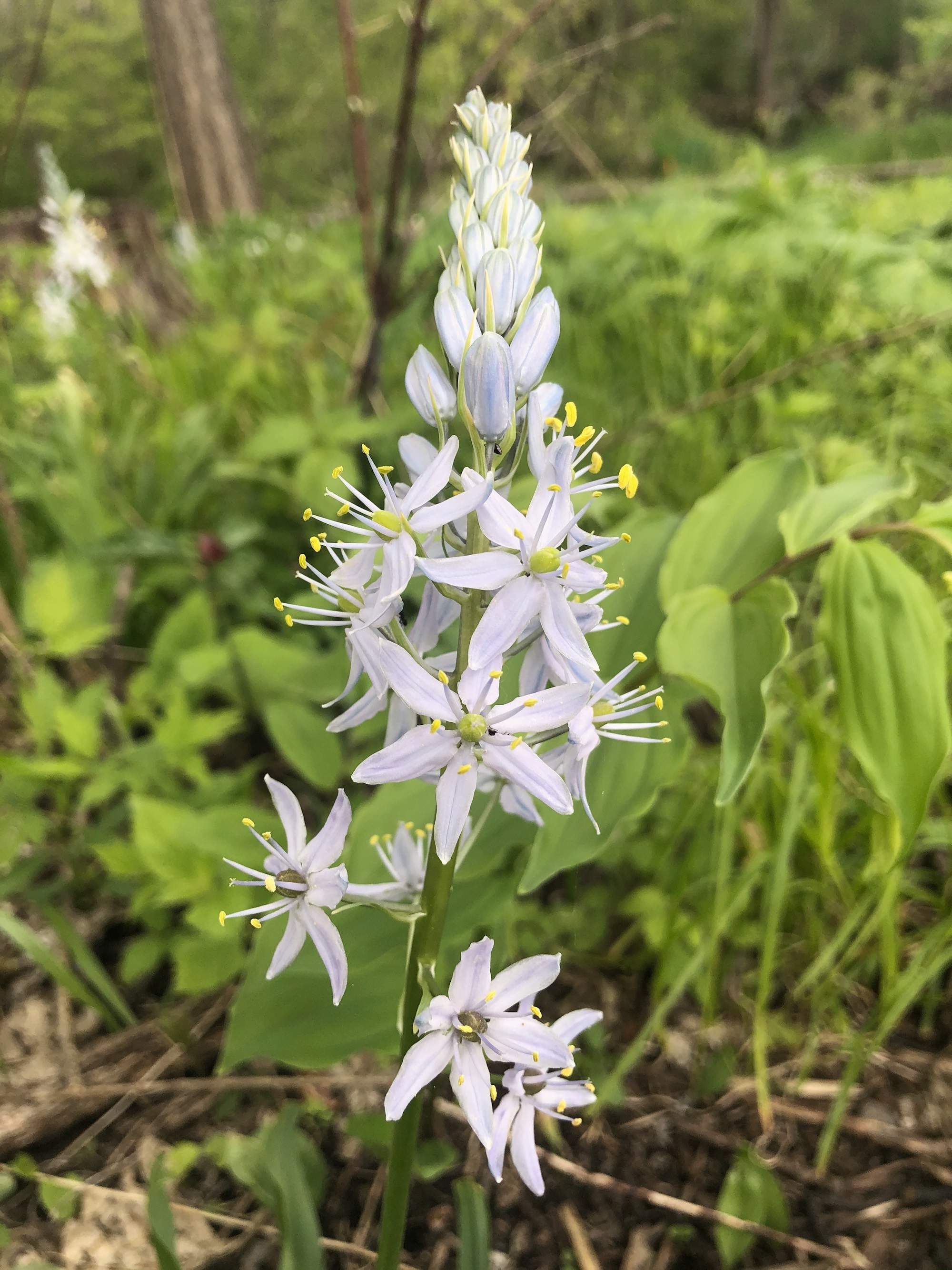 Wild Hyacinth by Council Ring in Oak Savanna on May 10, 2021.