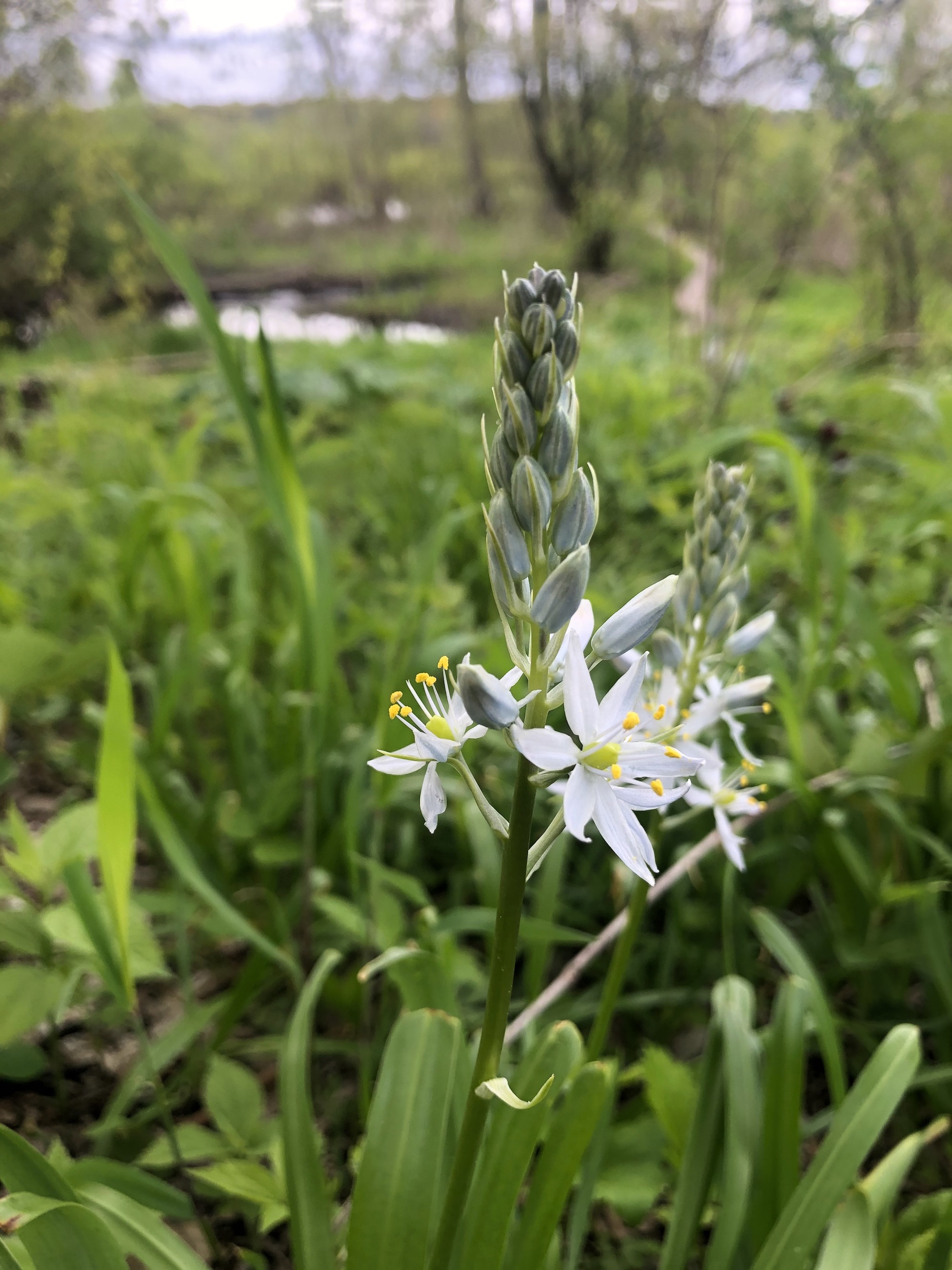 Wild Hyacinth by Council Ring in Oak Savanna on May 10, 2021.