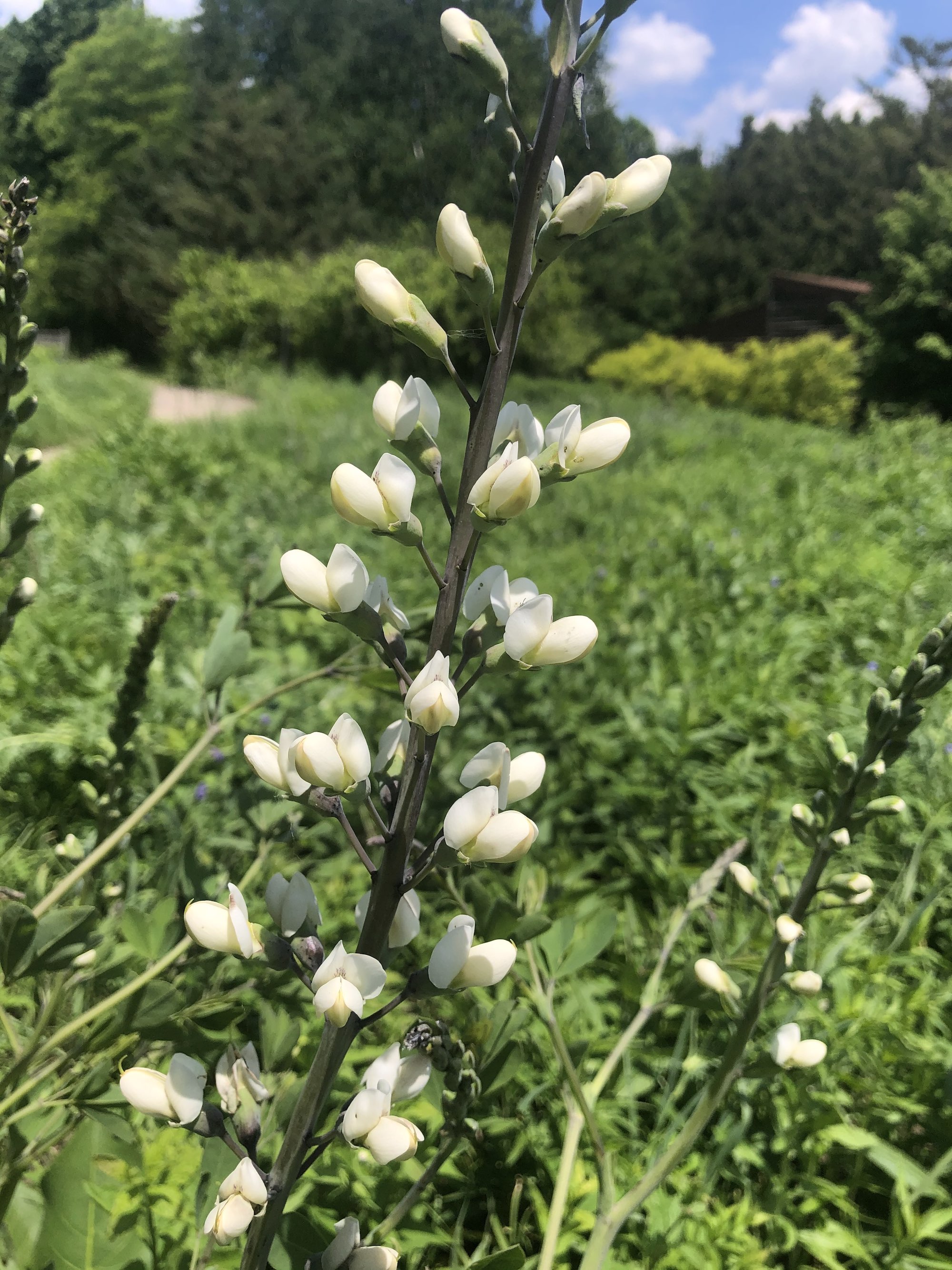 White Wild Indigo in the UW Arboretum Nature Garden in Madison, Wisconsin on June 2, 2021.