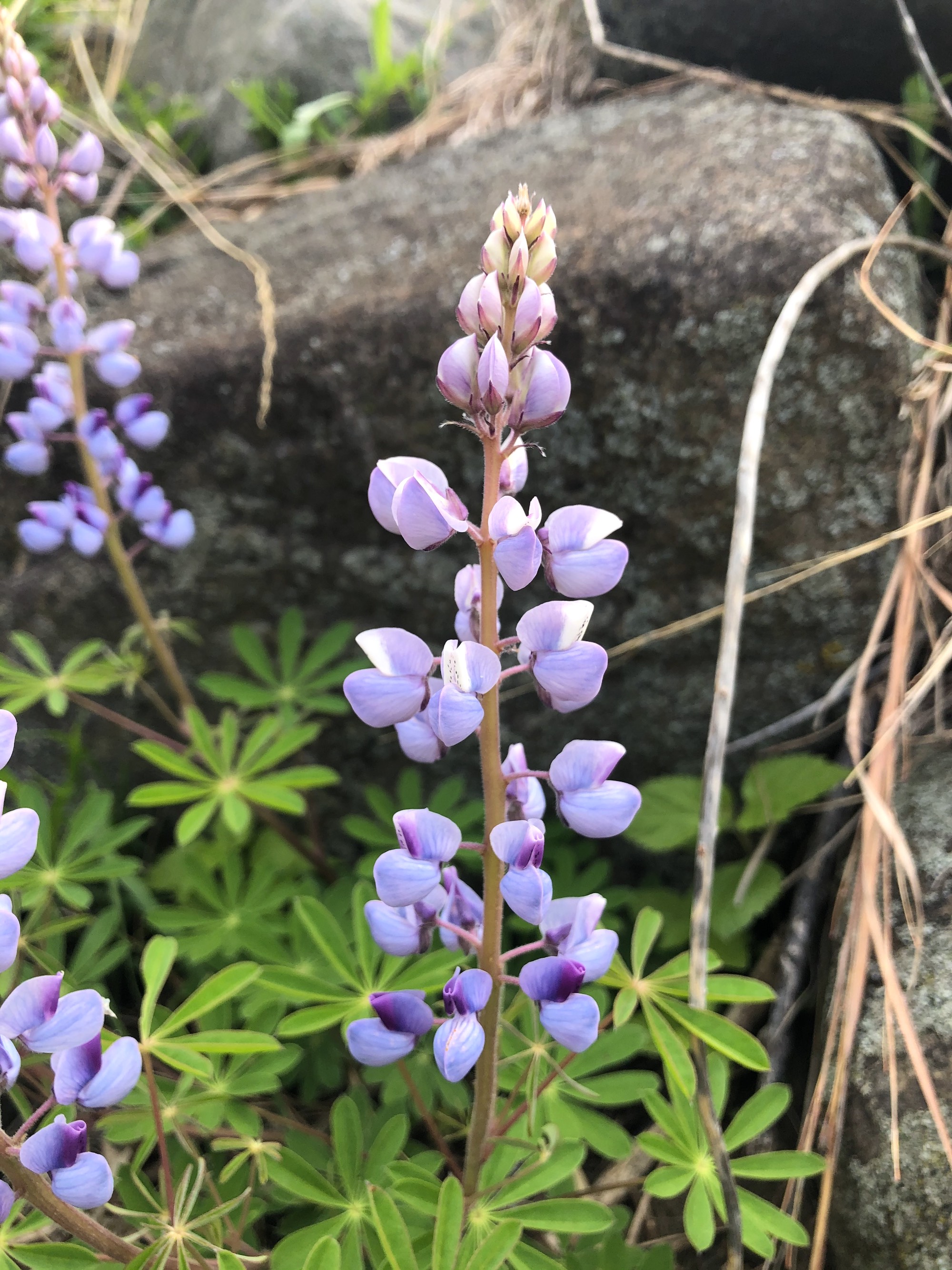 Wild Lupine next to the UW-Madison Arboretum Visitor Center in Madison, Wisconsin on May 17, 2021.
