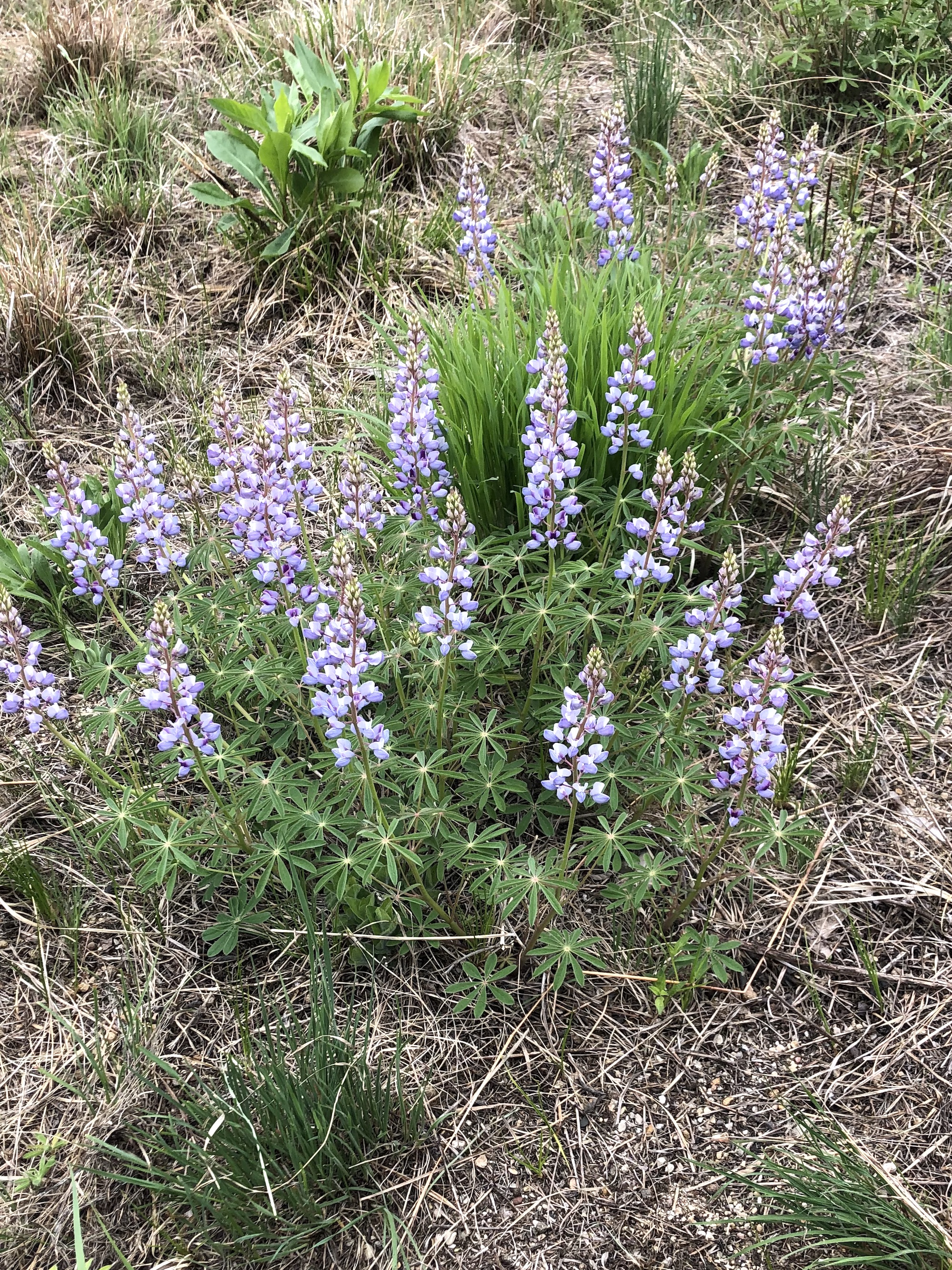 Wild Lupine next to the UW-Madison Arboretum Visitor Center in  Madison, Wisconsin on May 17, 2022.