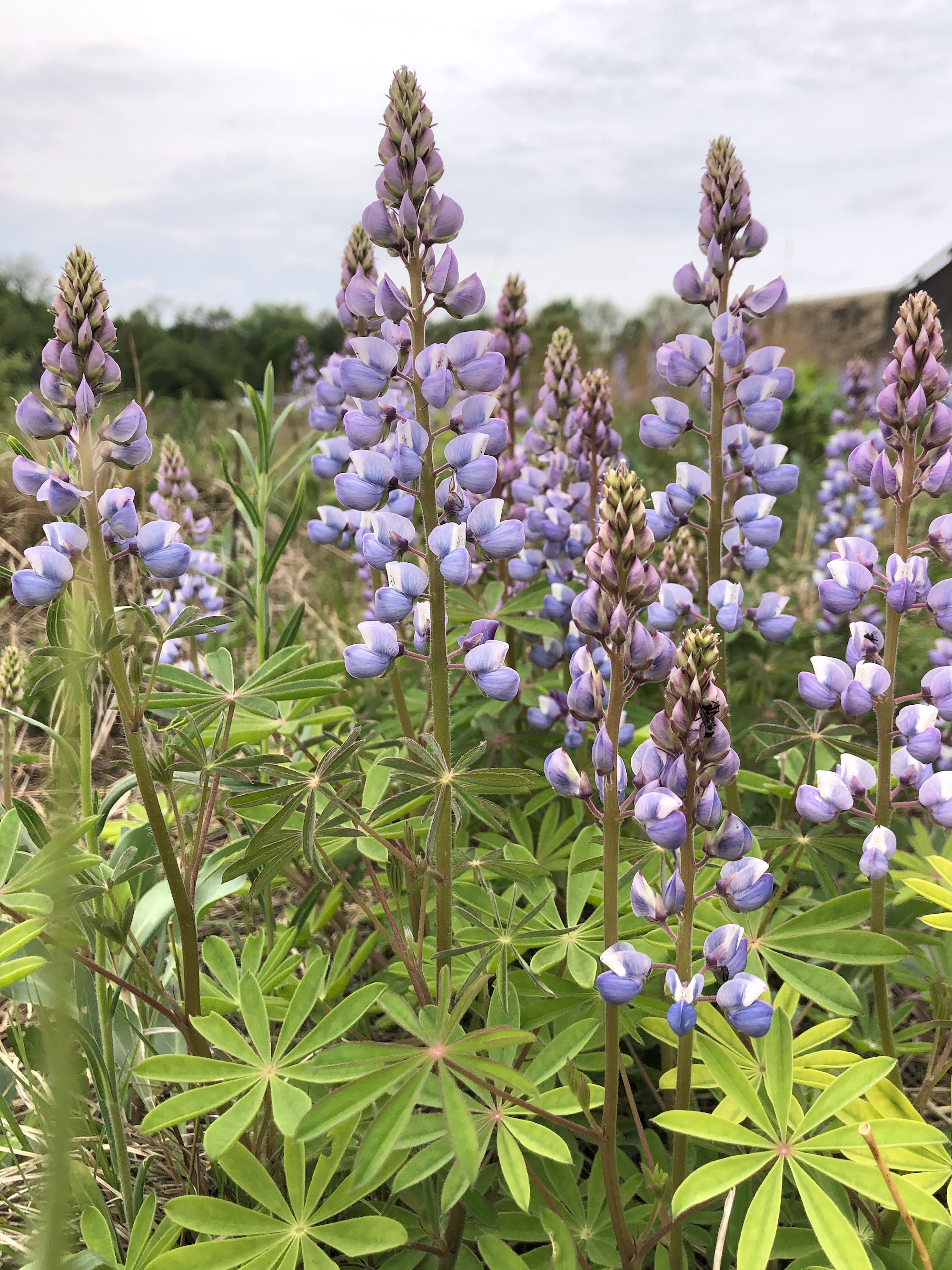 Wild Lupine next to the UW-Madison Arboretum Visitor Center in Madison, Wisconsin on May 21, 2021.