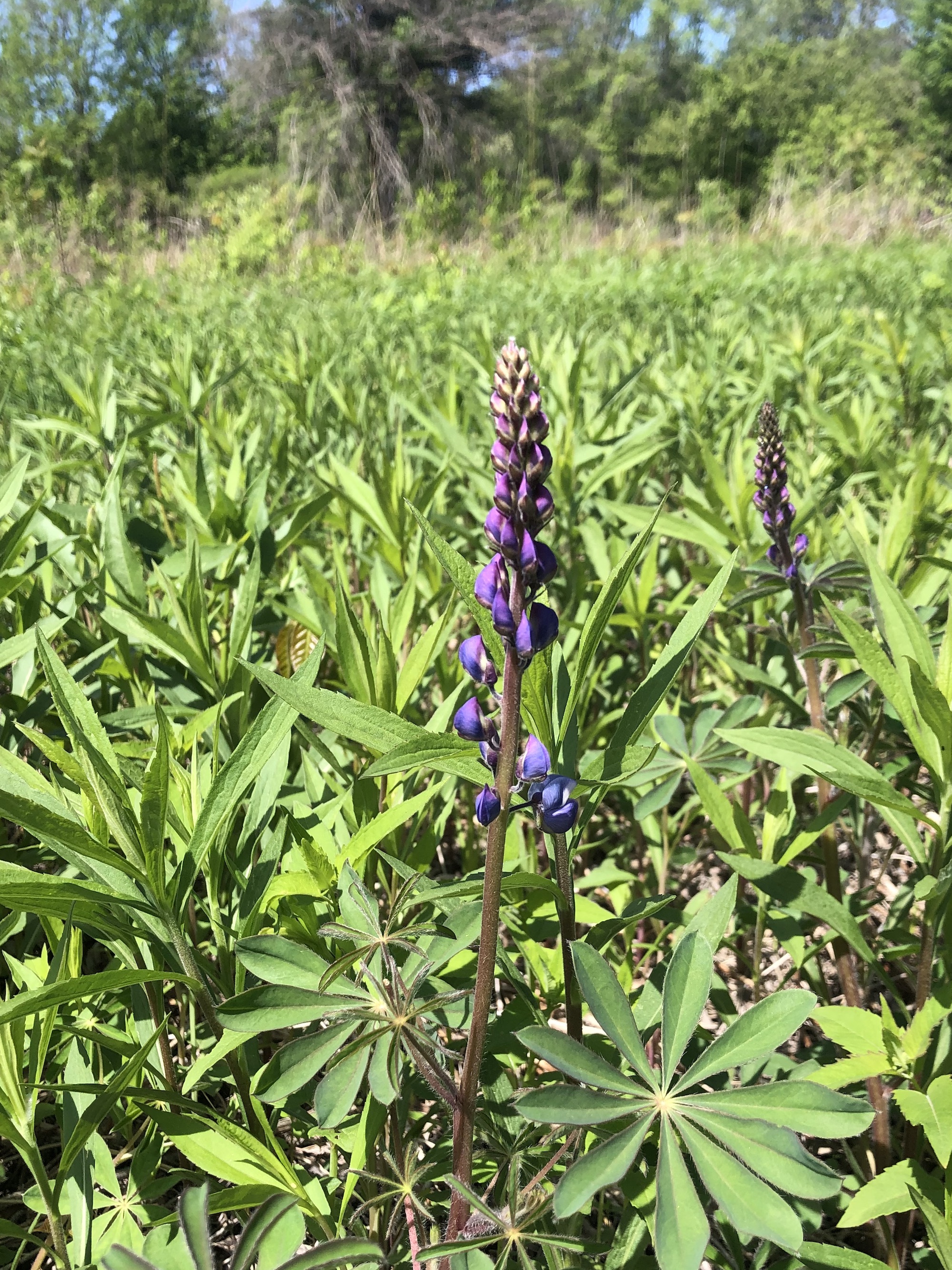 Wild Lupine in the UW-Madison Arboretum Curtis Prairie in Madison, Wisconsin on May 22, 2021.