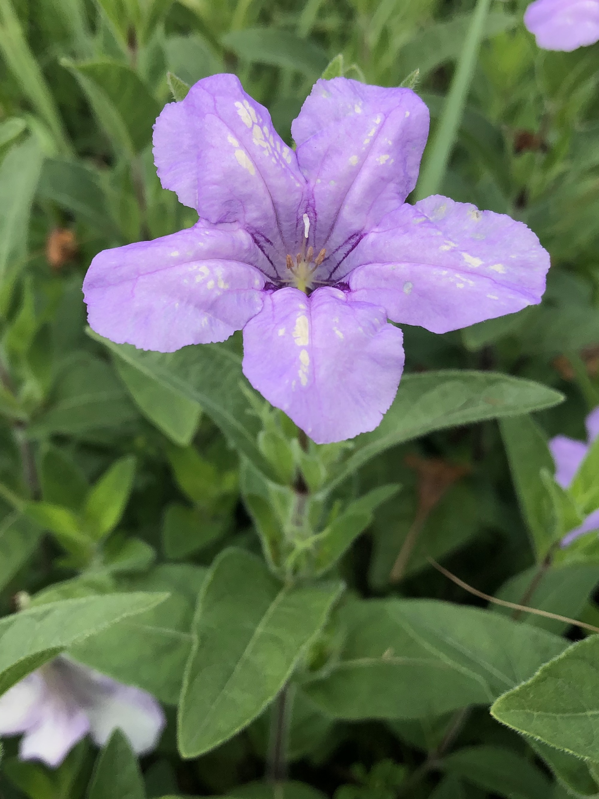 Wild Petunia in UW Arboretum Native Gardens in Madison, Wisconsin on June 30, 2021.