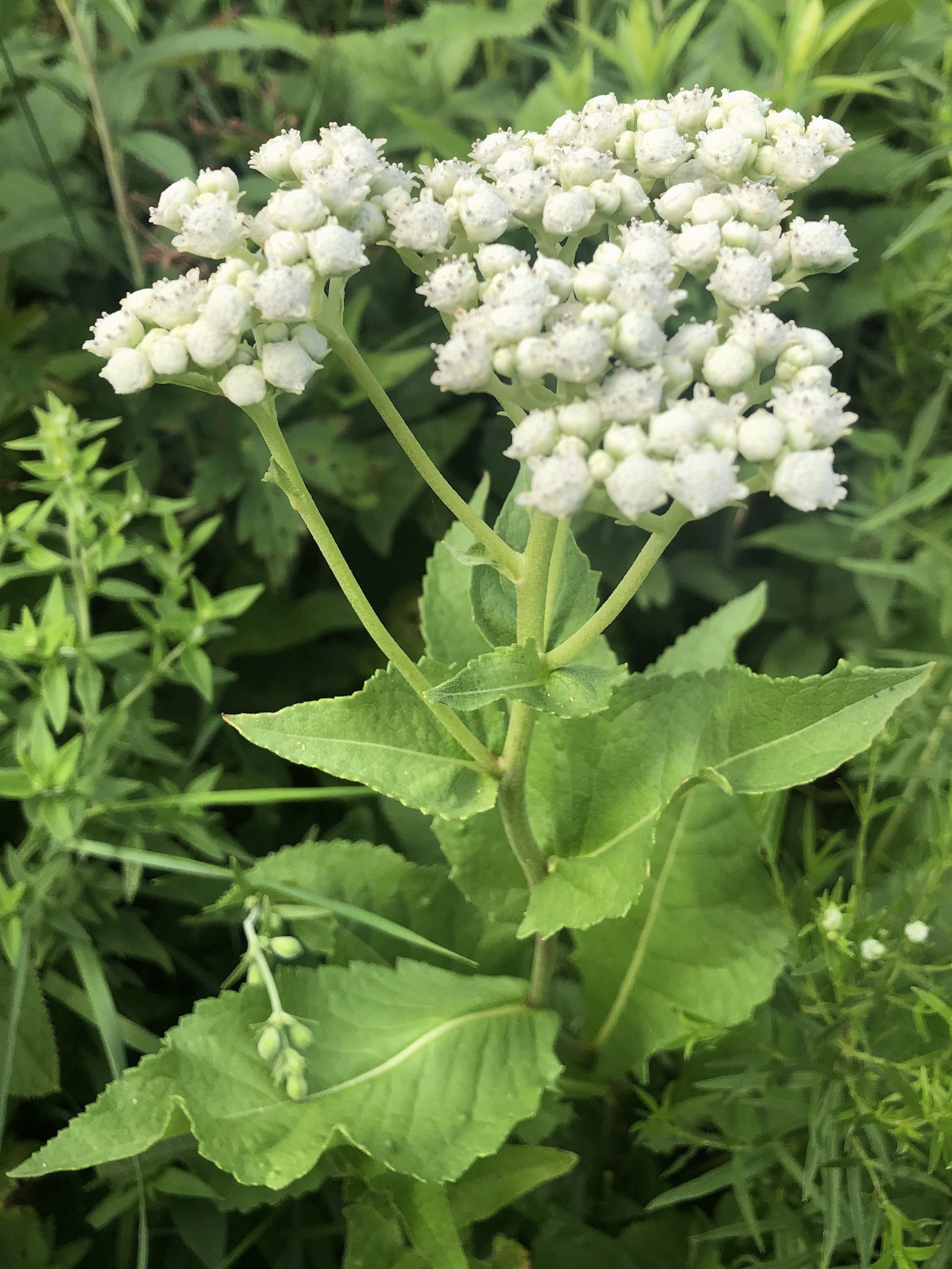 Wild Quinine in UW Arbortetum Native Gardens in Madison, Wisconsin on July 5, 2021.