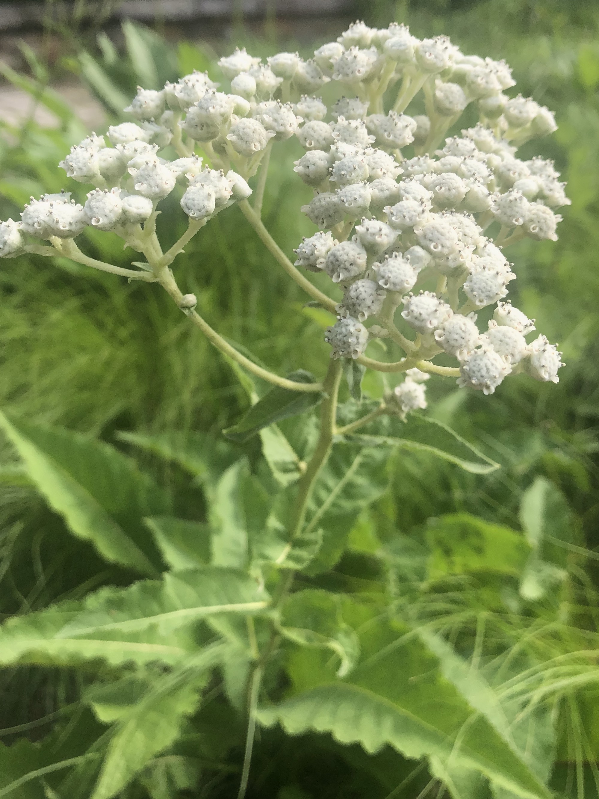 Wild Quinine in UW Arbortetum Native Gardens in Madison, Wisconsin on July 5, 2021.