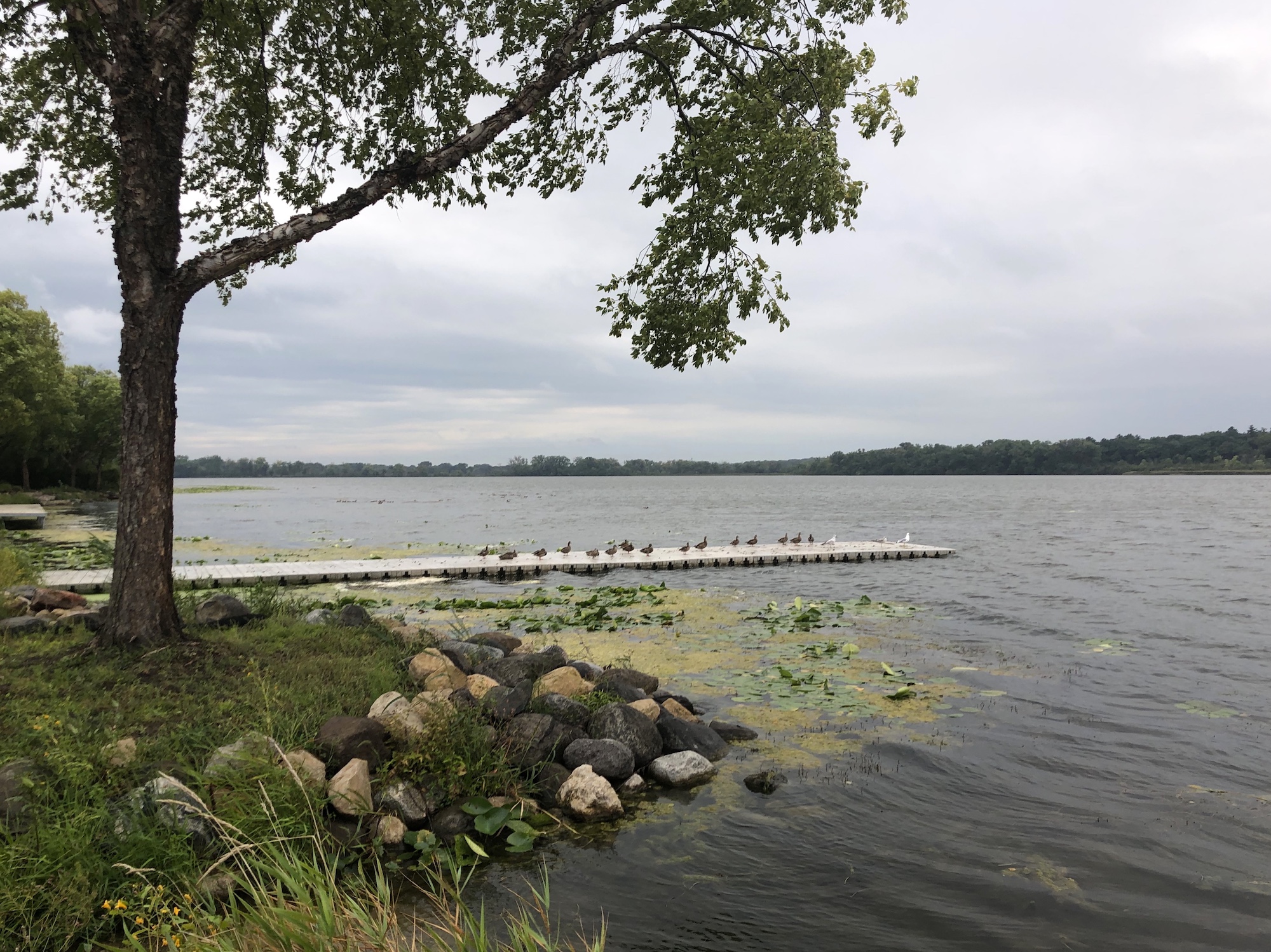 Lake Wingra on September 3, 2019.
