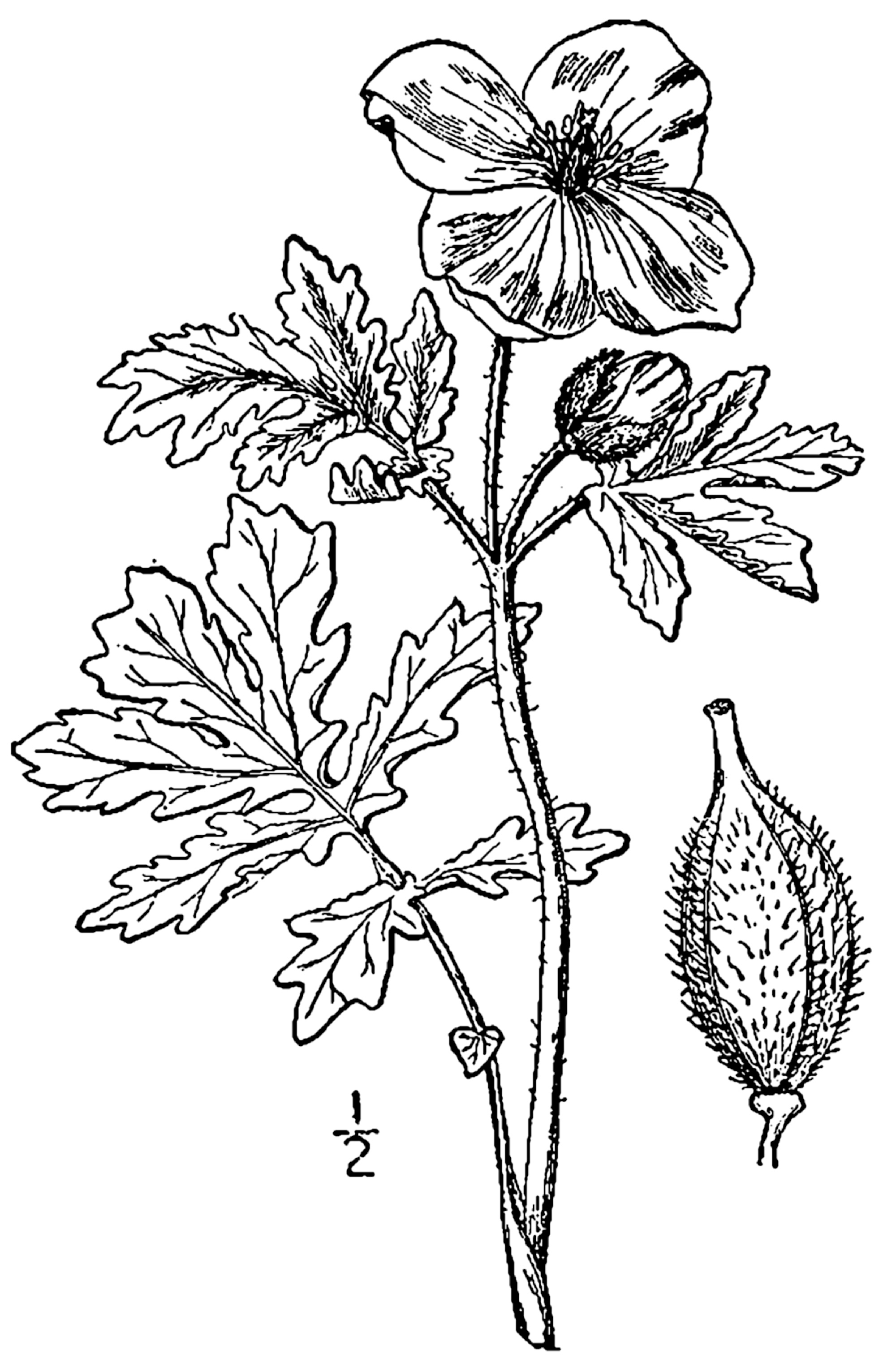 1913 Celandine Poppy botanical illustration.