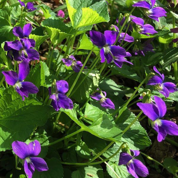 Wood Violets in the University of Wisconsin Arboretum in the Spring of 2018.
