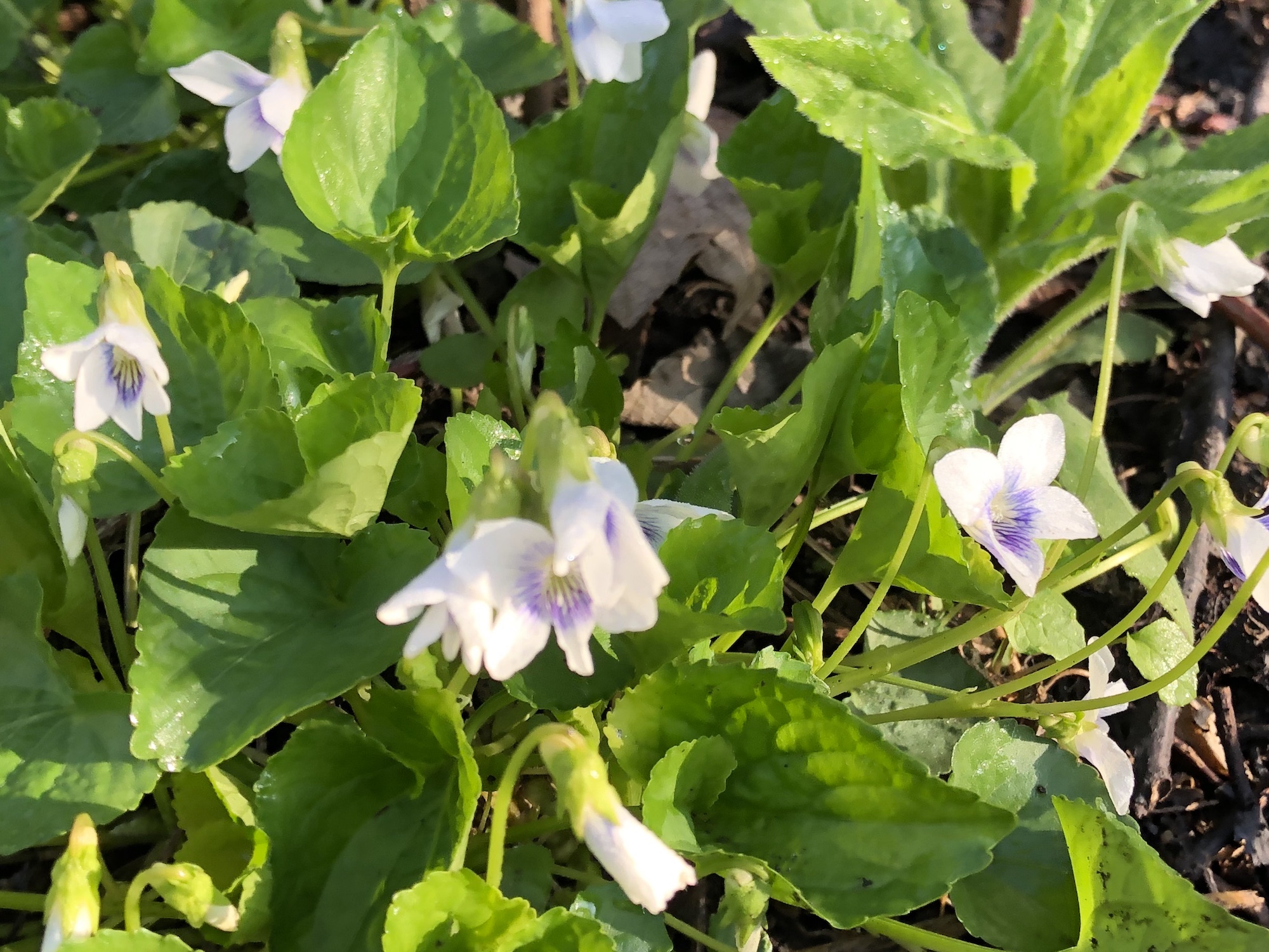 Wood Violets near Council Ring, the Oak Savanna and the Duck Pond on May 3 2019.