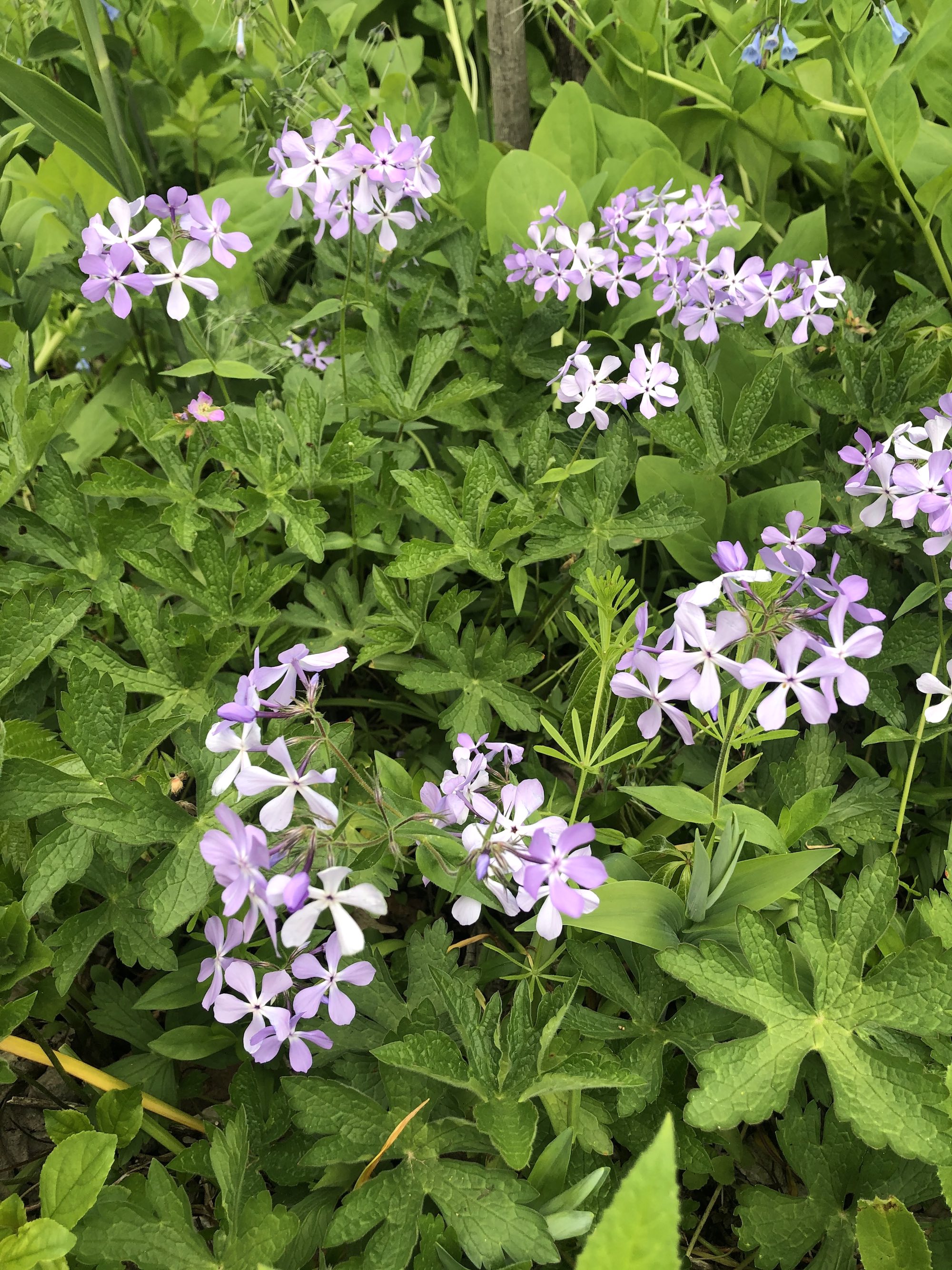Woodland Phlox by Duck Pond on May 7, 2021.