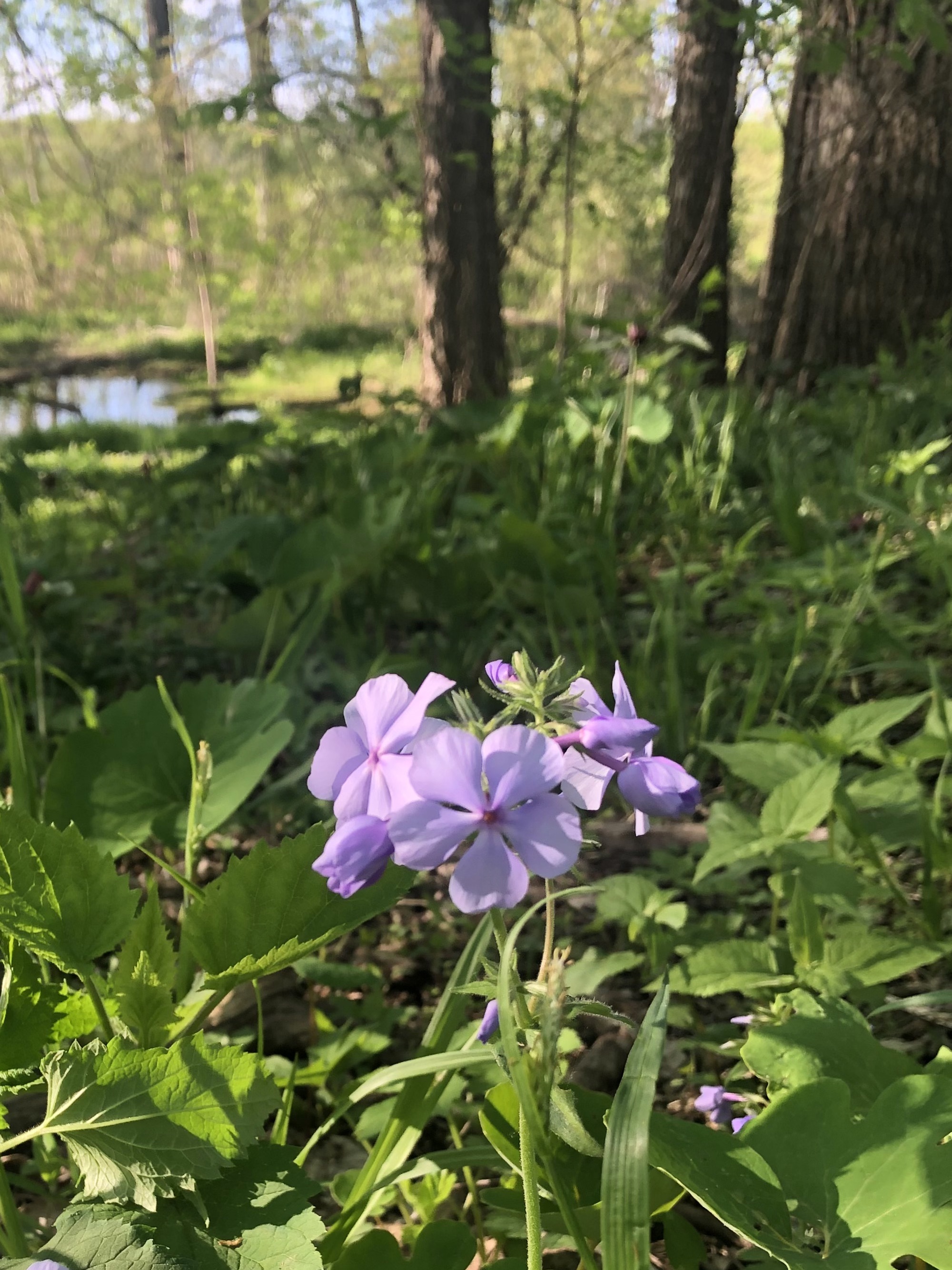 Woodland Phlox by Council Ring in Oak Savanna in Madison, Wisconsin  on May 15, 2022.