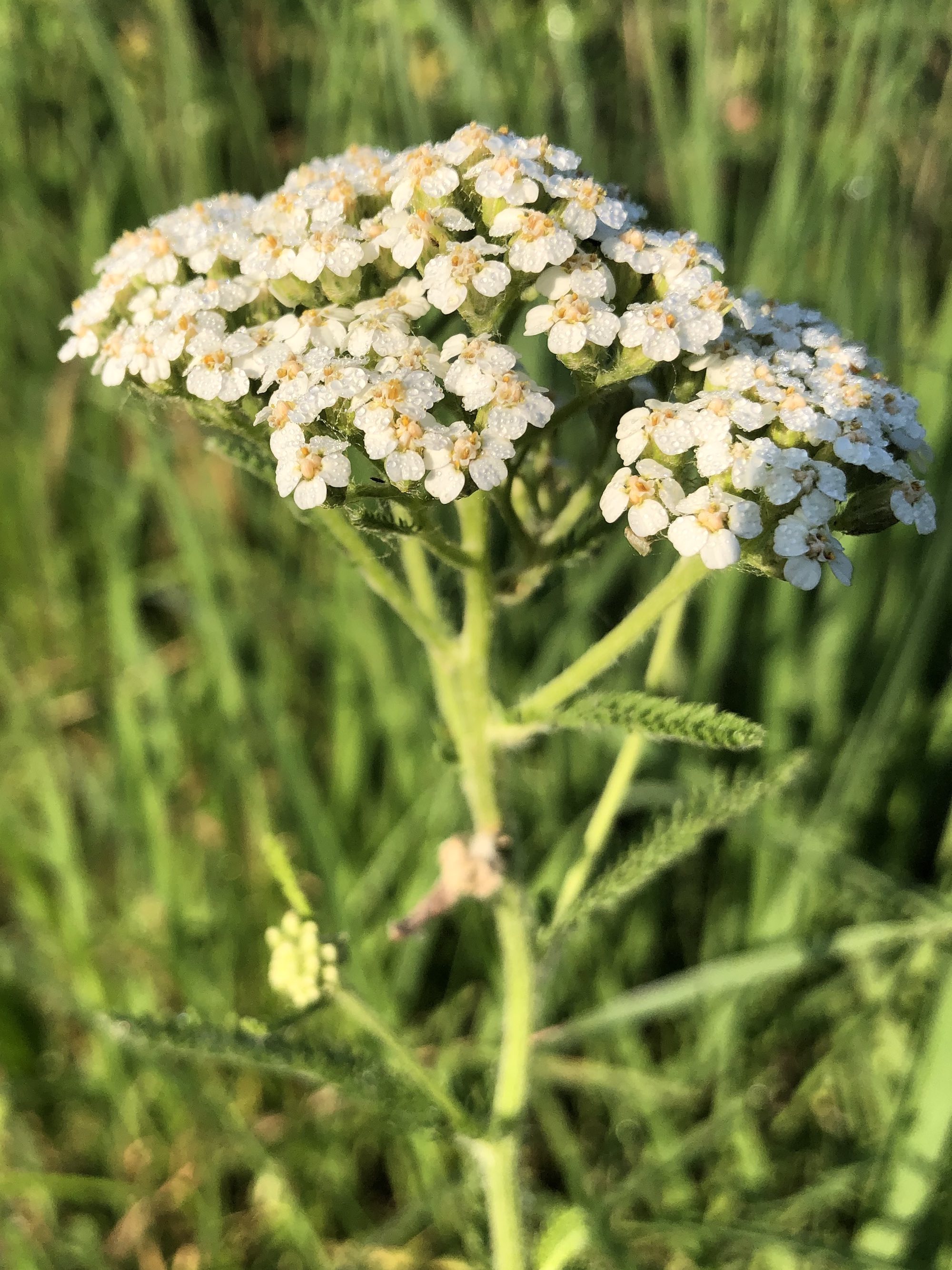 Common Yarrow on shore of Marion Dunn Pond on June 12, 2021.
