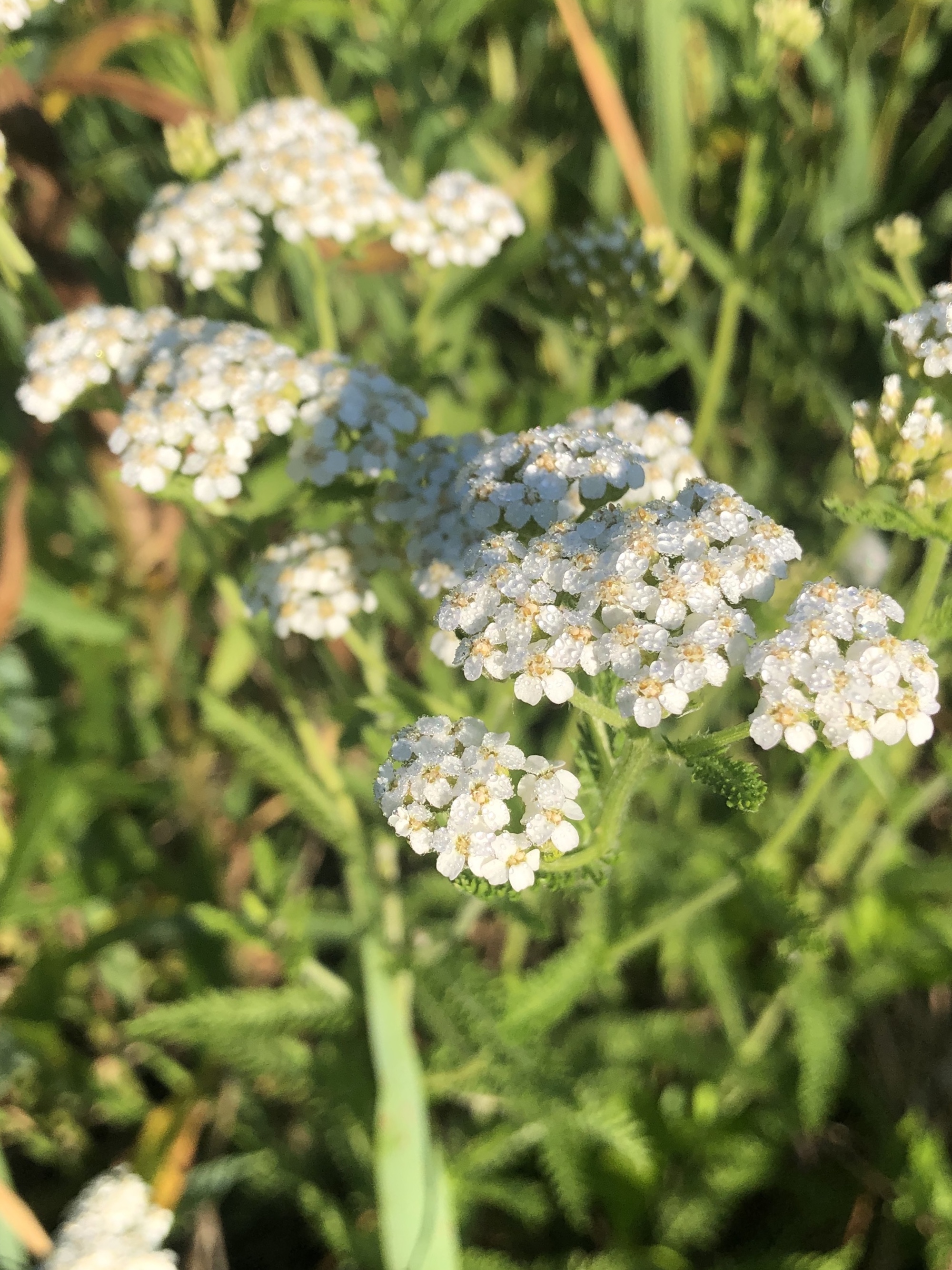 Common Yarrow on shore of Marion Dunn Pond on June 17, 2020.