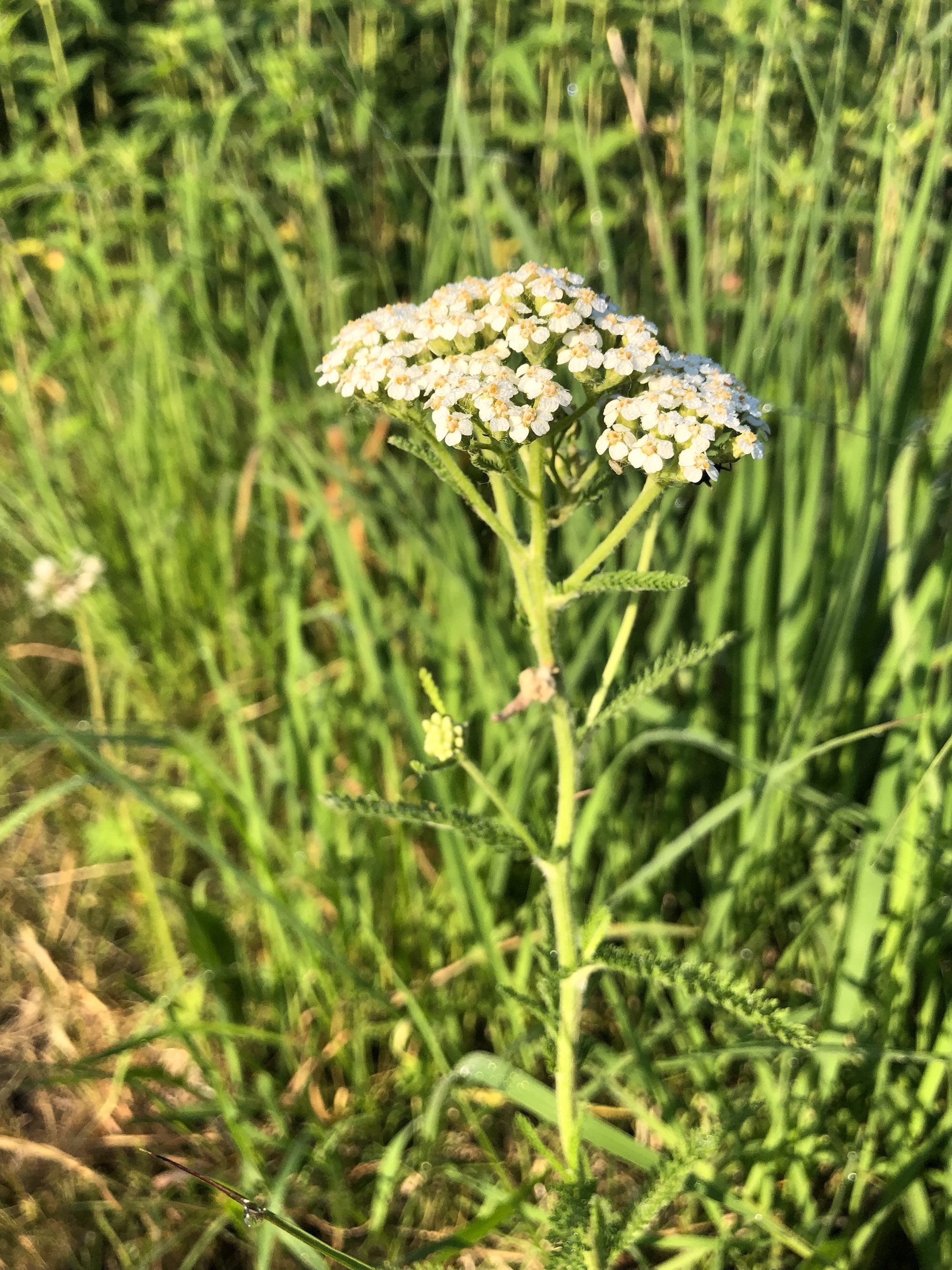 Common Yarrow on shore of Marion Dunn Pond on June 12, 2021.