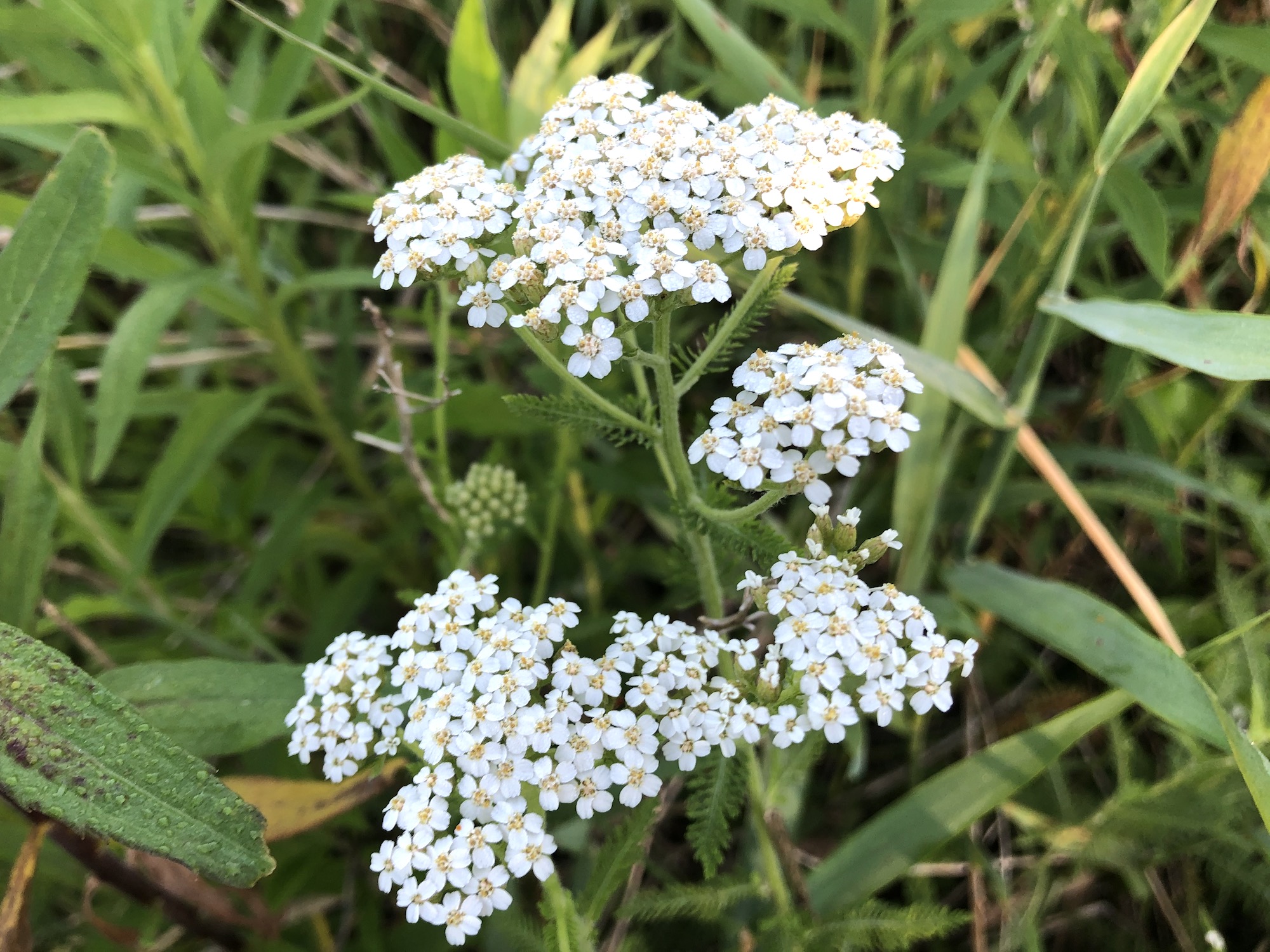 Common Yarrow on shore of Marion Dunn Pond on June 16, 2020.