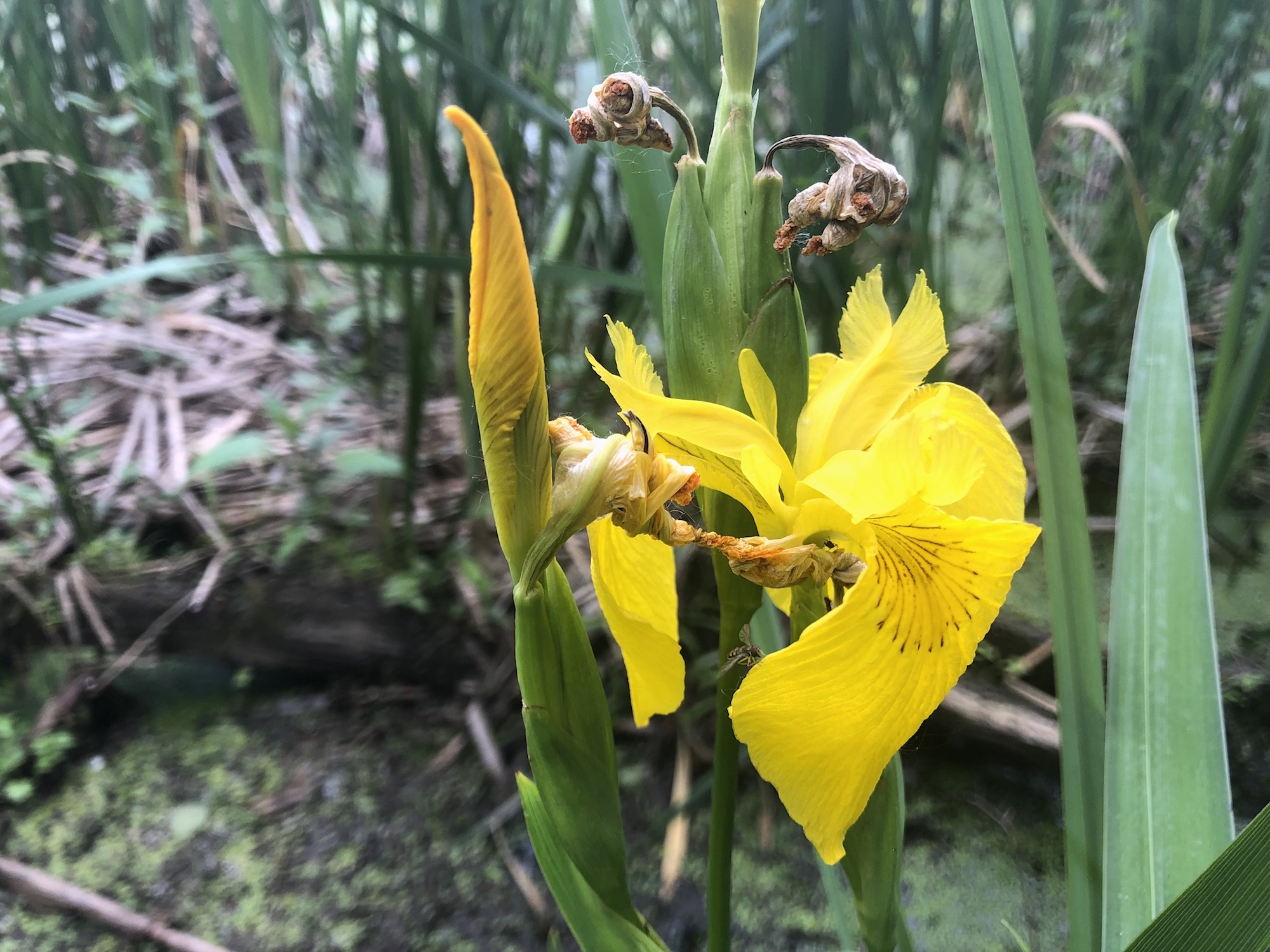 Yellow Flag Iris by Cattails on Lake Wingra on June 18, 2019.
