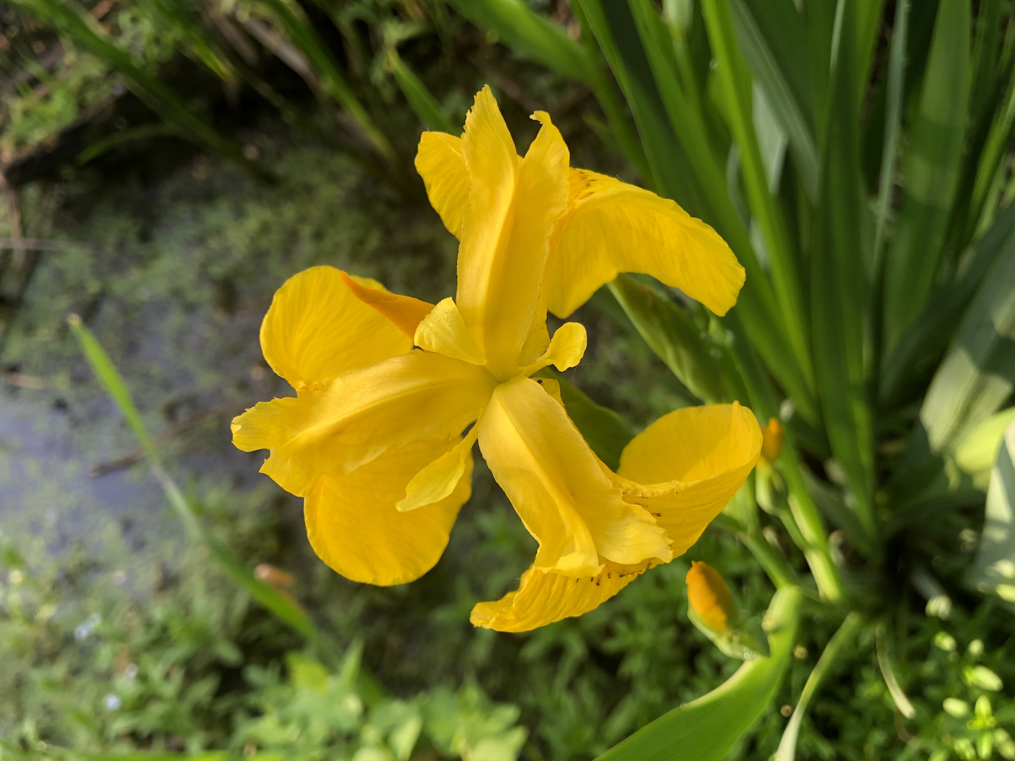 Yellow Flag Iris by Cattails on Lake Wingra on June 4, 2020.