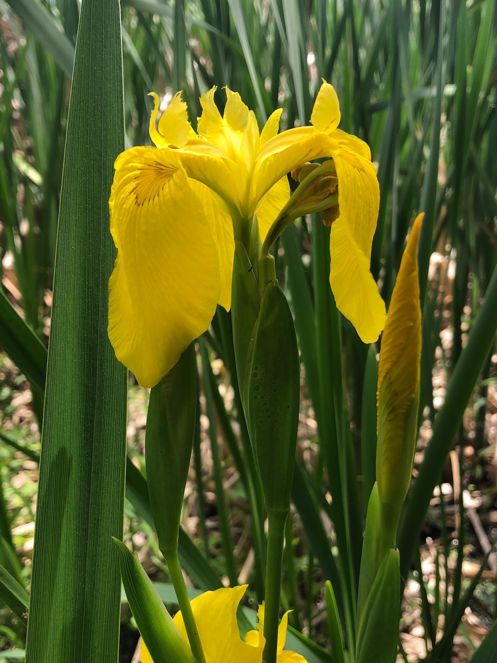 Yellow Flag Iris by Cattails on Lake Wingra on June 5, 2020.