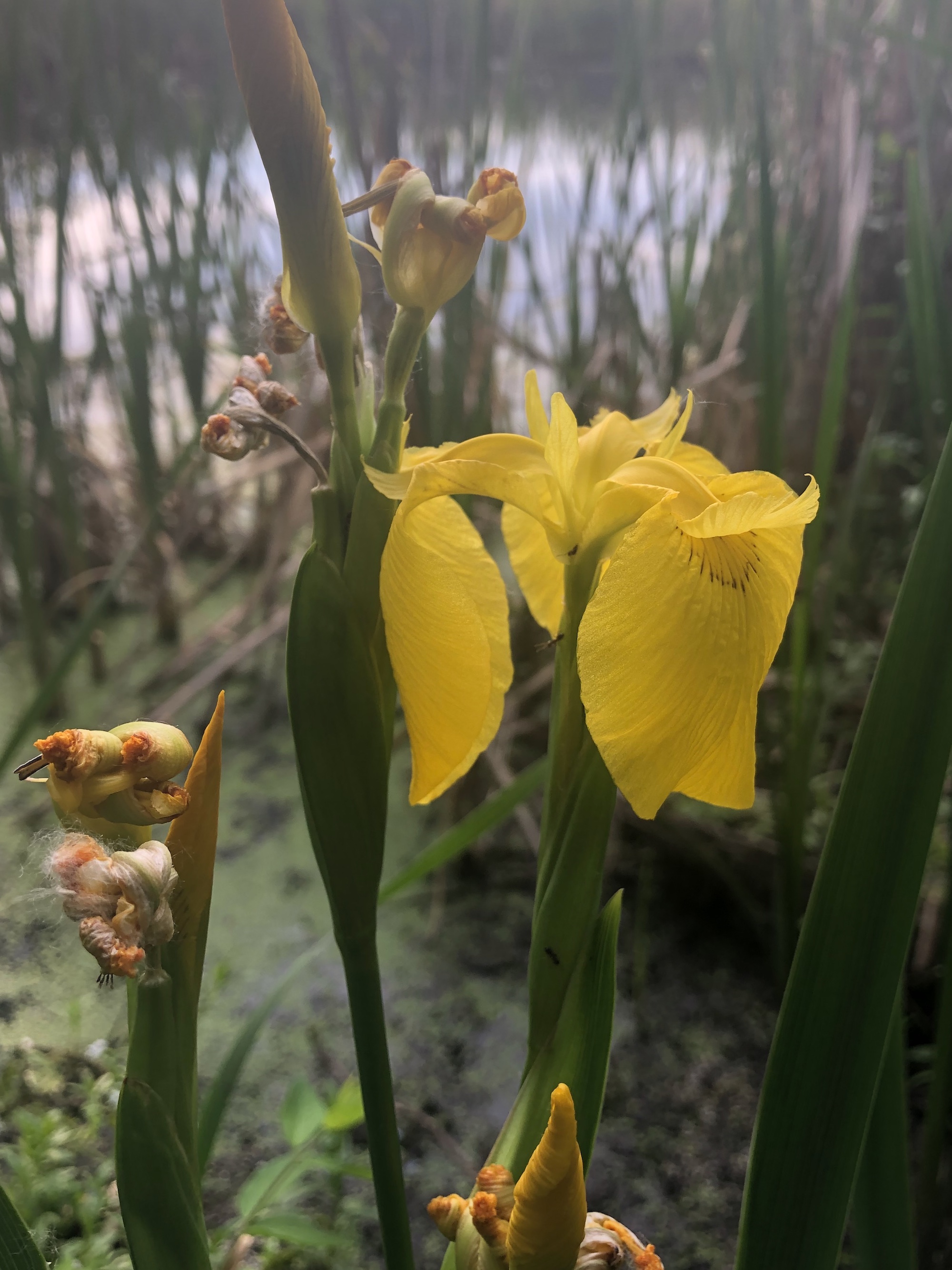 Yellow Flag Iris by Cattails on Lake Wingra on June 9, 2020.
