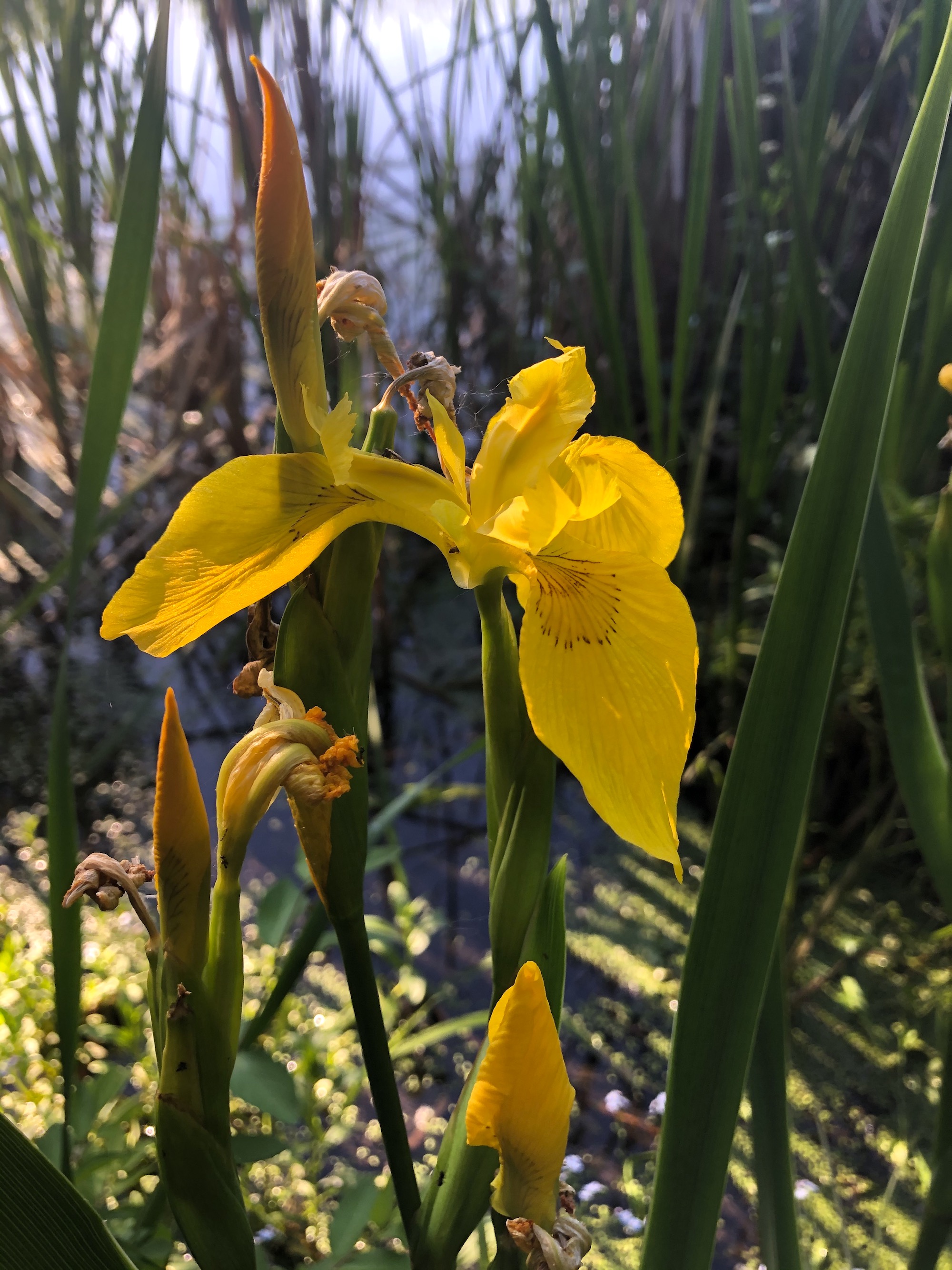 Yellow Flag Iris by Cattails on Lake Wingra on June 13, 2020.