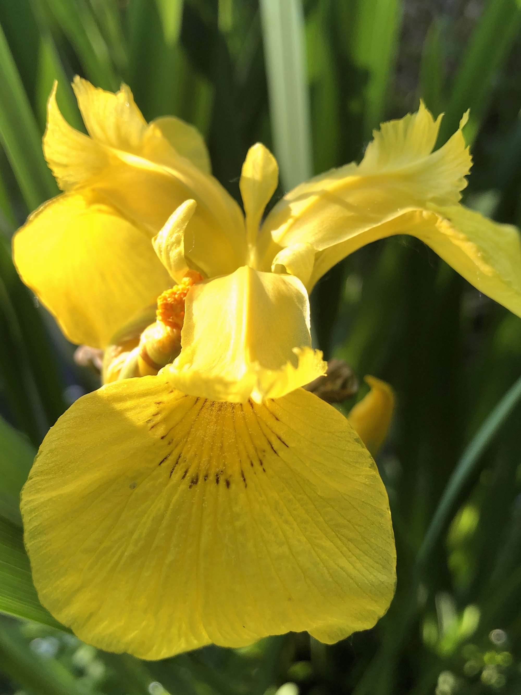 Yellow Flag Iris by Cattails on Lake Wingra on June 14, 2020.
