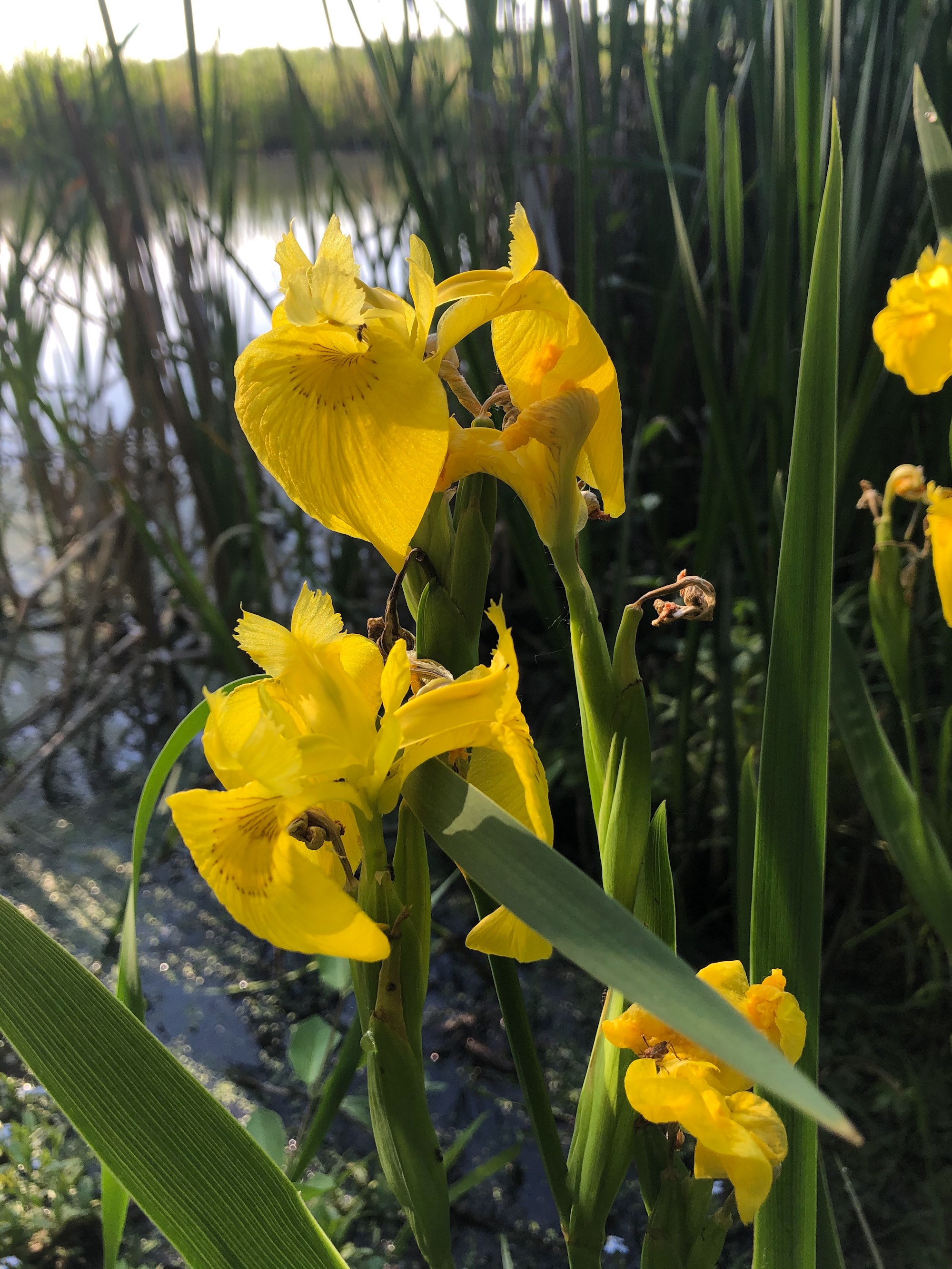 Yellow Flag Iris by Cattails on Lake Wingra on June 15, 2020.