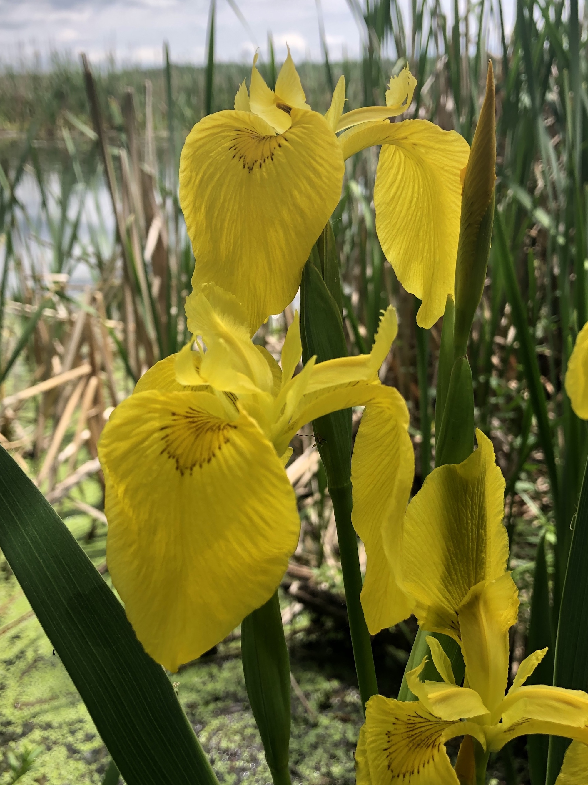 Cattails growing with Yellow Flag Iris on Lake Wingra on June 5, 2020.
