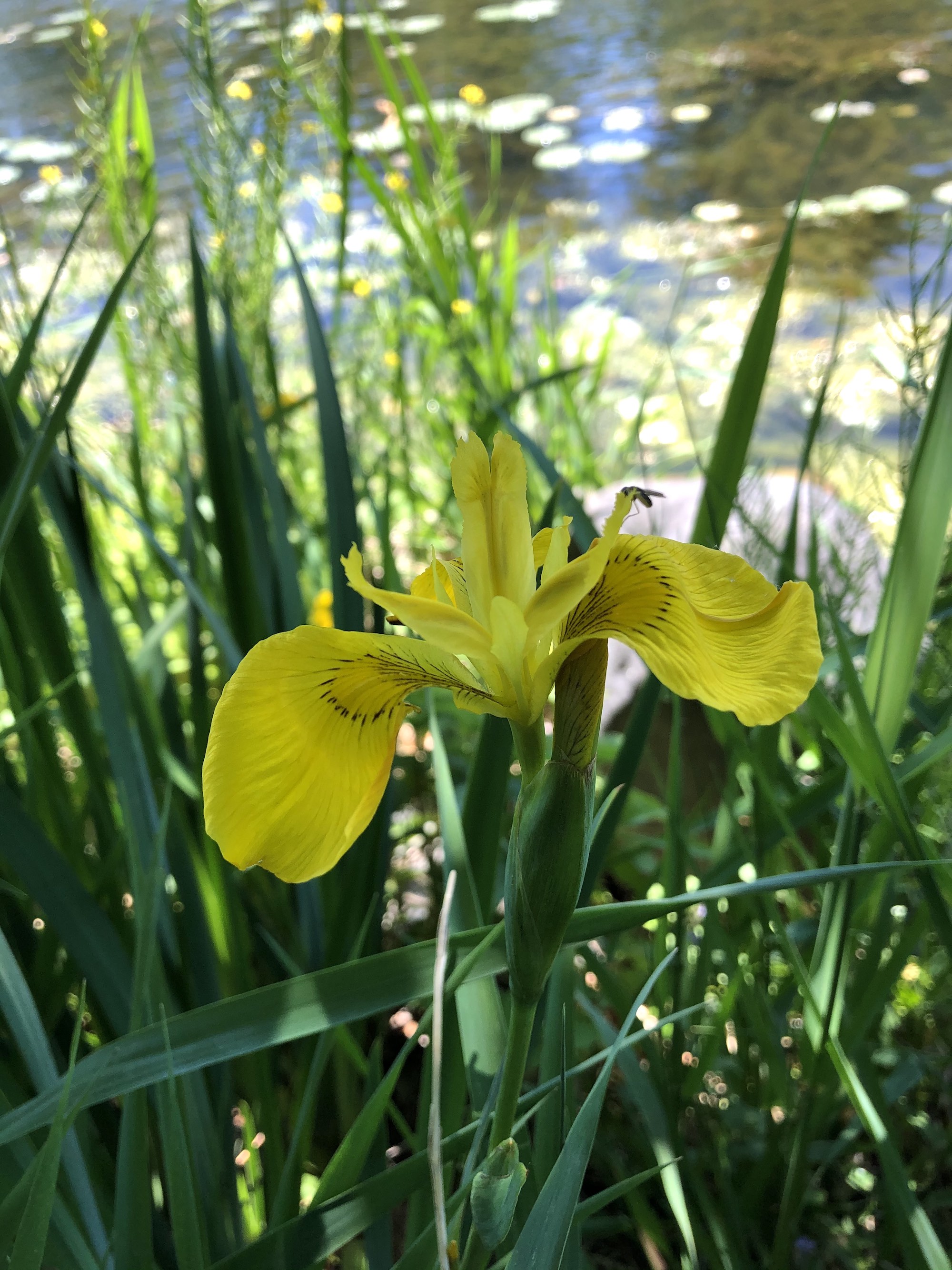 Yellow Flag Iris on east shore of Lake Wingra in Vilas Park  on May 29, 2021.