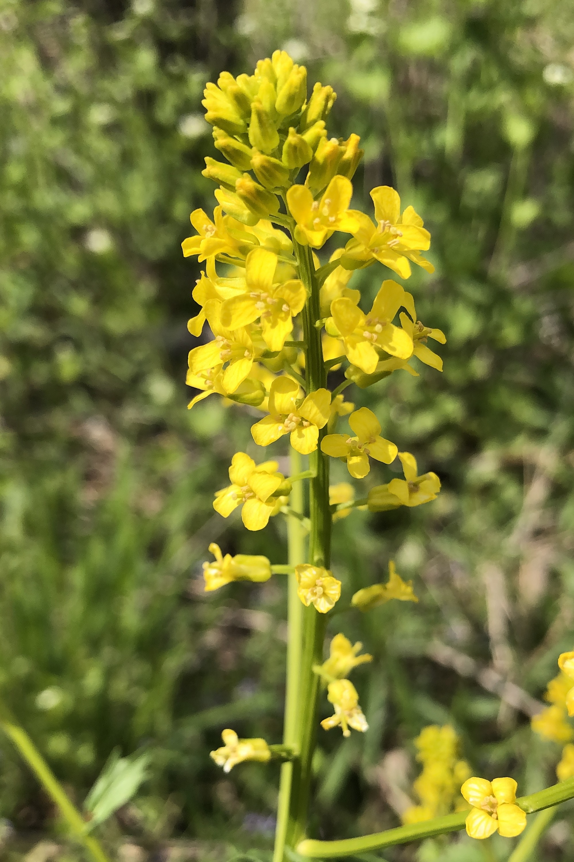Garden Yellow Rocket in woods between Marion Dunn and Oak Savanna in Madison, Wisconsin on May 9, 2020.