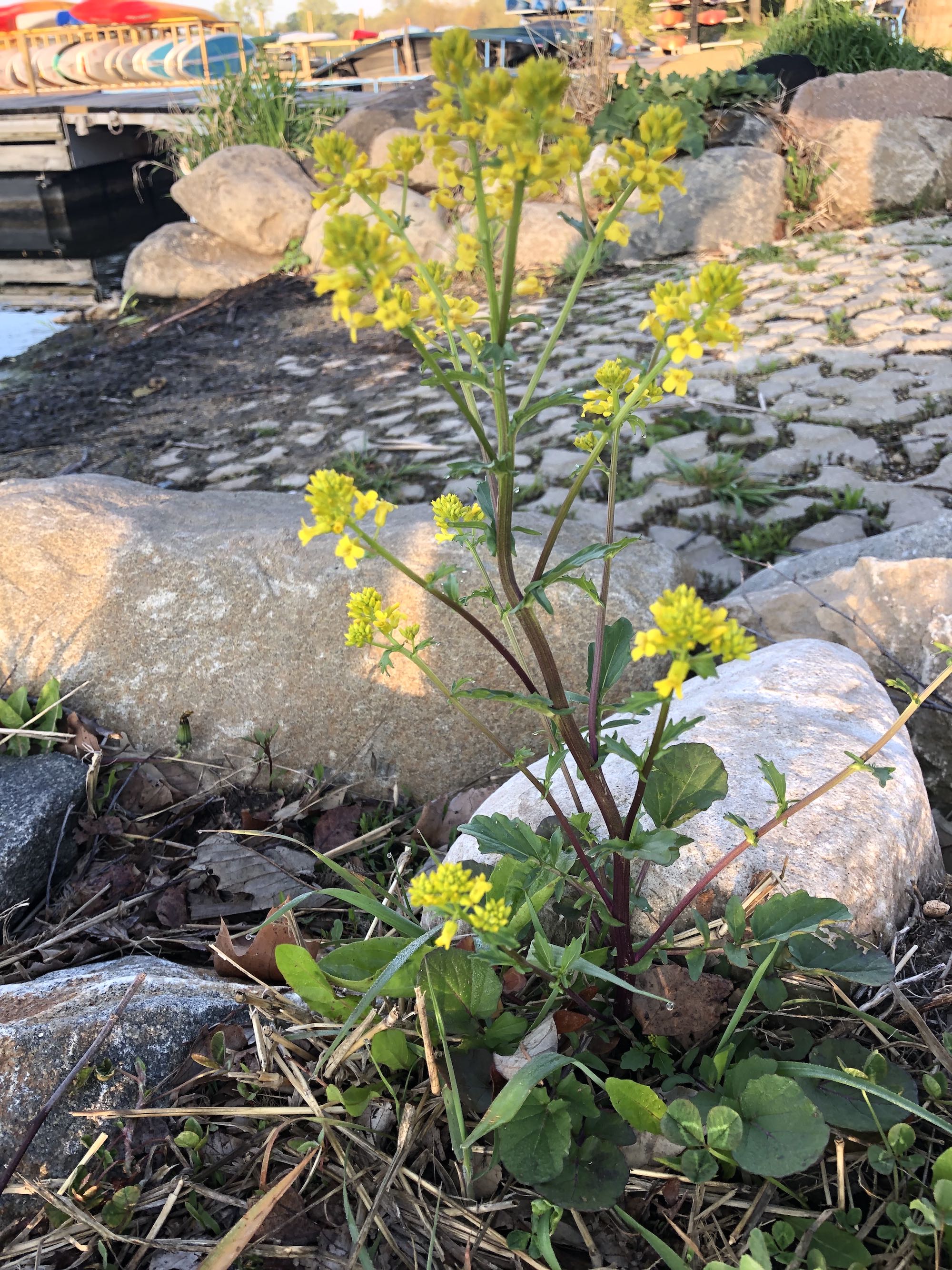 Garden Yellow Rocket on shore of Lake Wingra in Wingra Park on May 15, 2019.