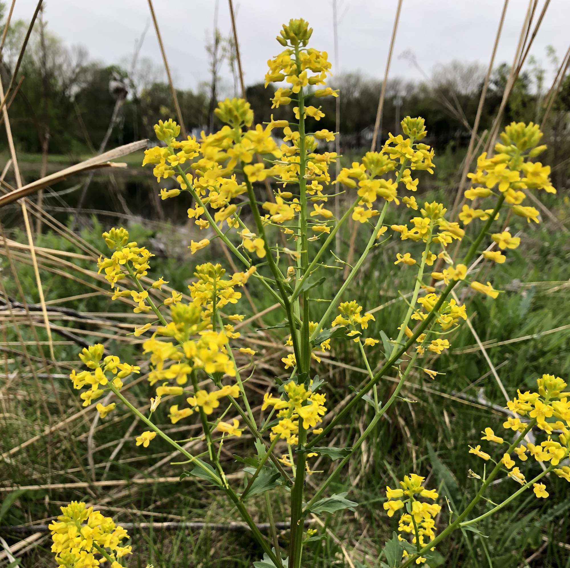 Garden Yellow Rocket by Marion Dunn Pond on May 17, 2019.