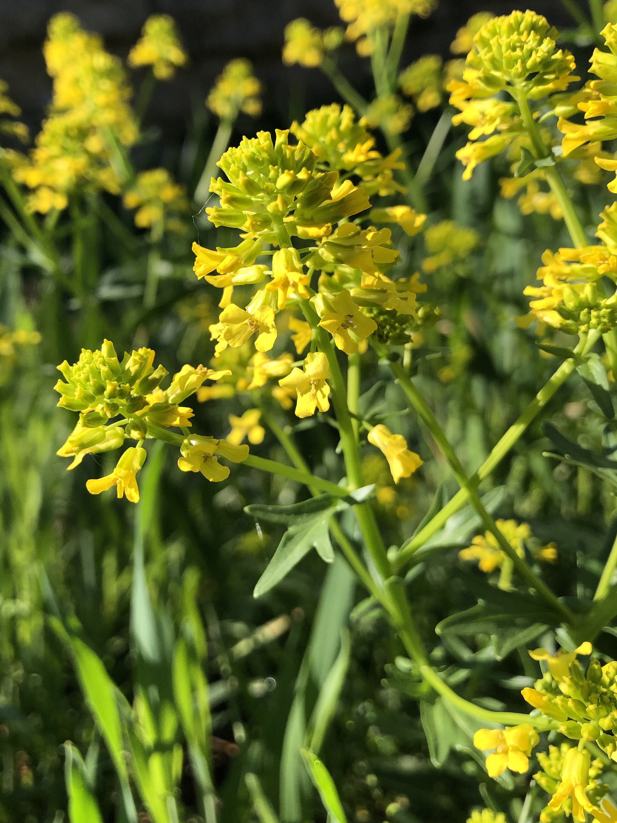 Garden Yellow Rocket near Duck Pond in Madison, Wisconsin on May 54, 2021.