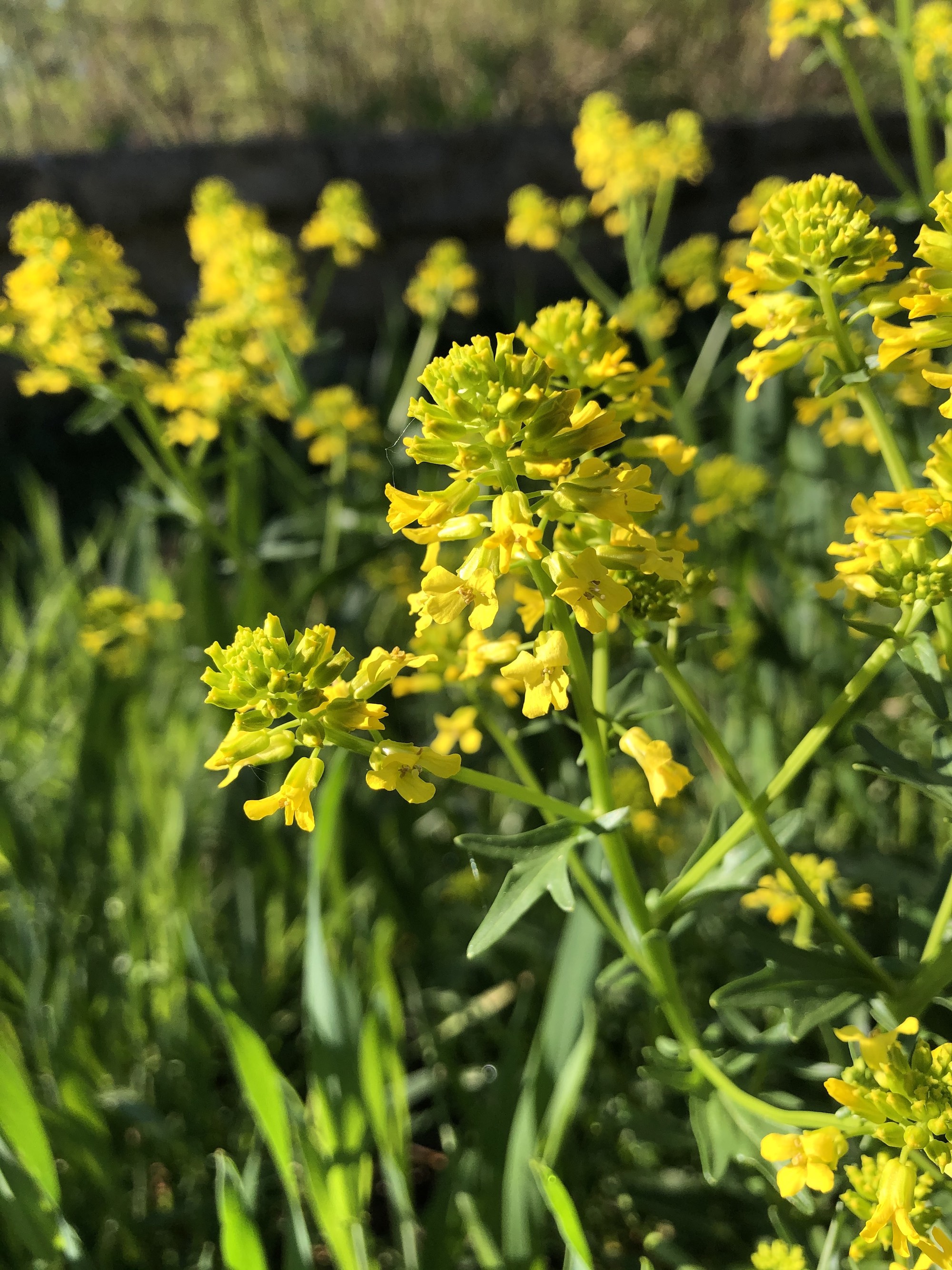 Garden Yellow Rocket near Duck Pond in Madison, Wisconsin on May 5, 2021.