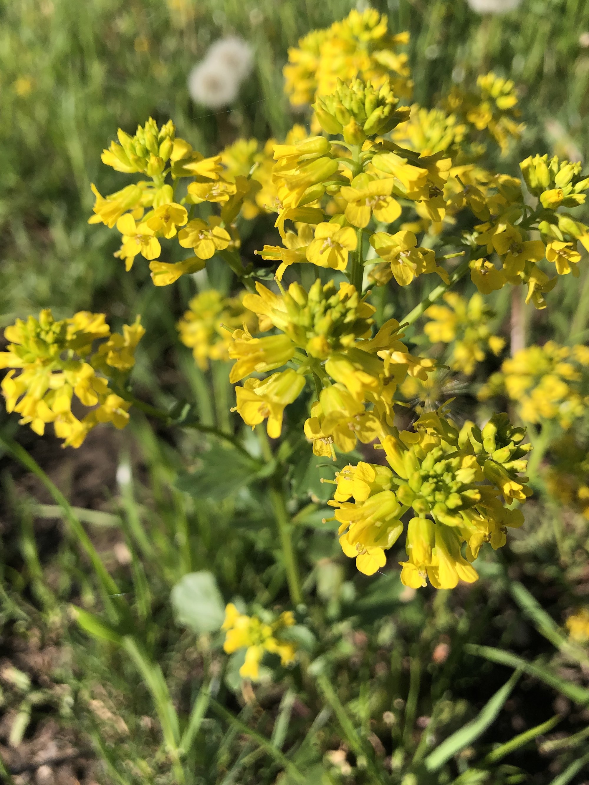 Garden Yellow Rocket in Marion Dunn Prairie in Madison, Wisconsin on May 4, 2021.