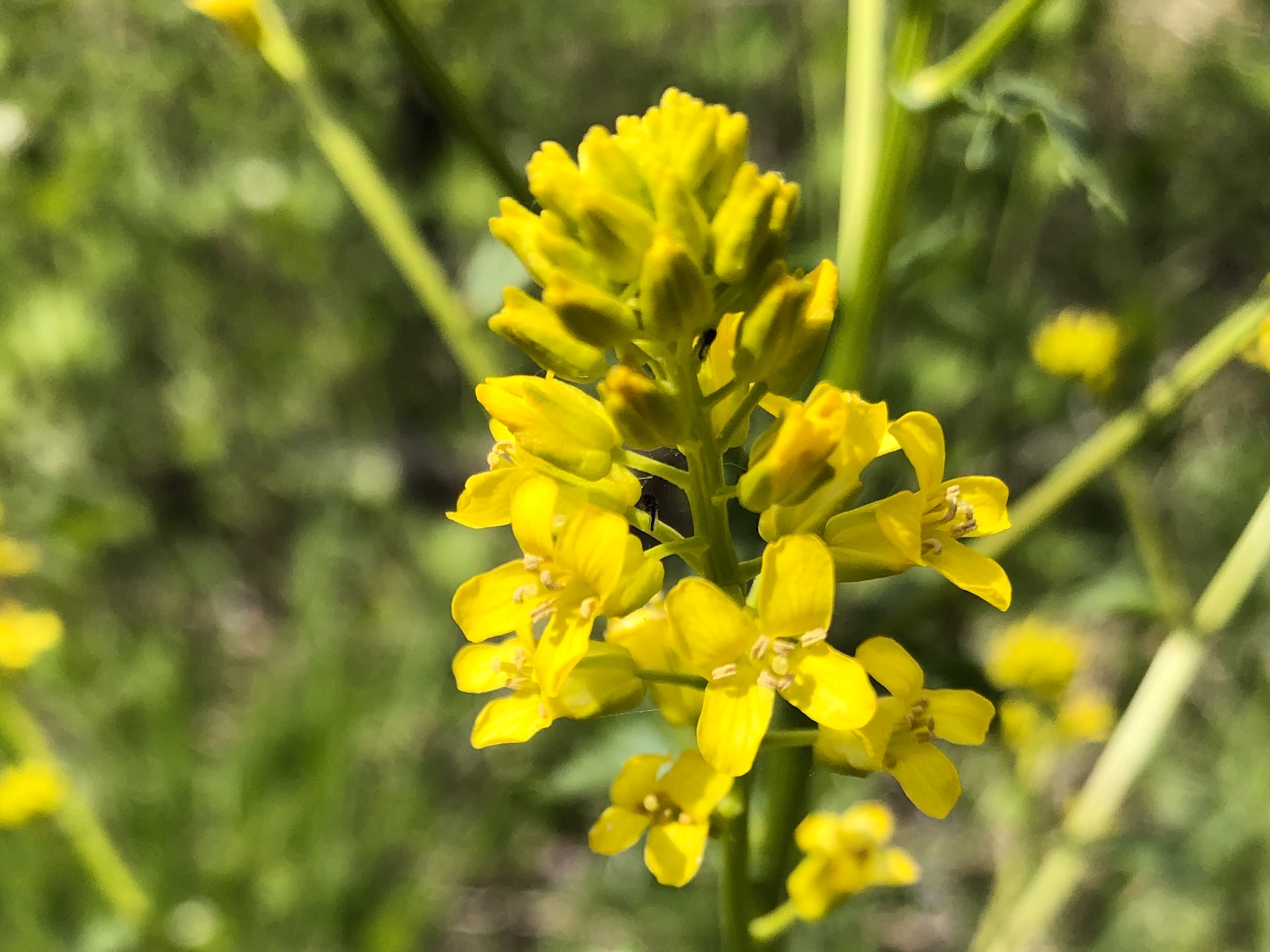 Garden Yellow Rocket in woods between Marion Dunn and Oak Savanna in Madison, Wisconsin on May 9, 2020.