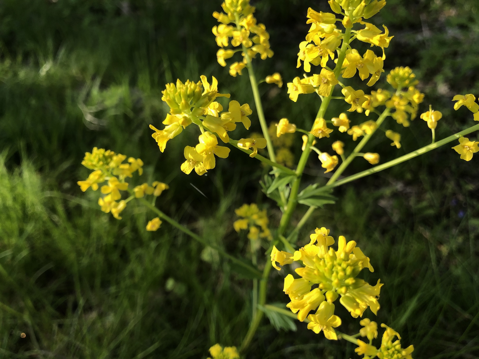 Garden Yellow Rocket in woods between Marion Dunn and Oak Savanna in Madison, Wisconsin on May 16, 2020.