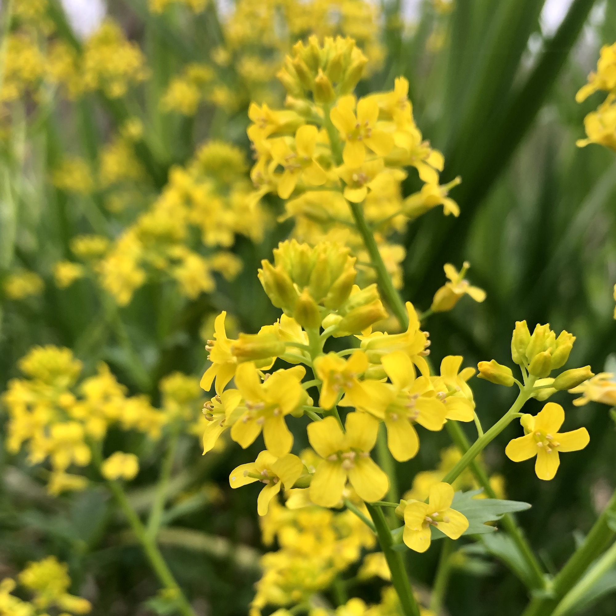 Garden Yellow Rocket by Marion Dunn Pond on May 17, 2019.