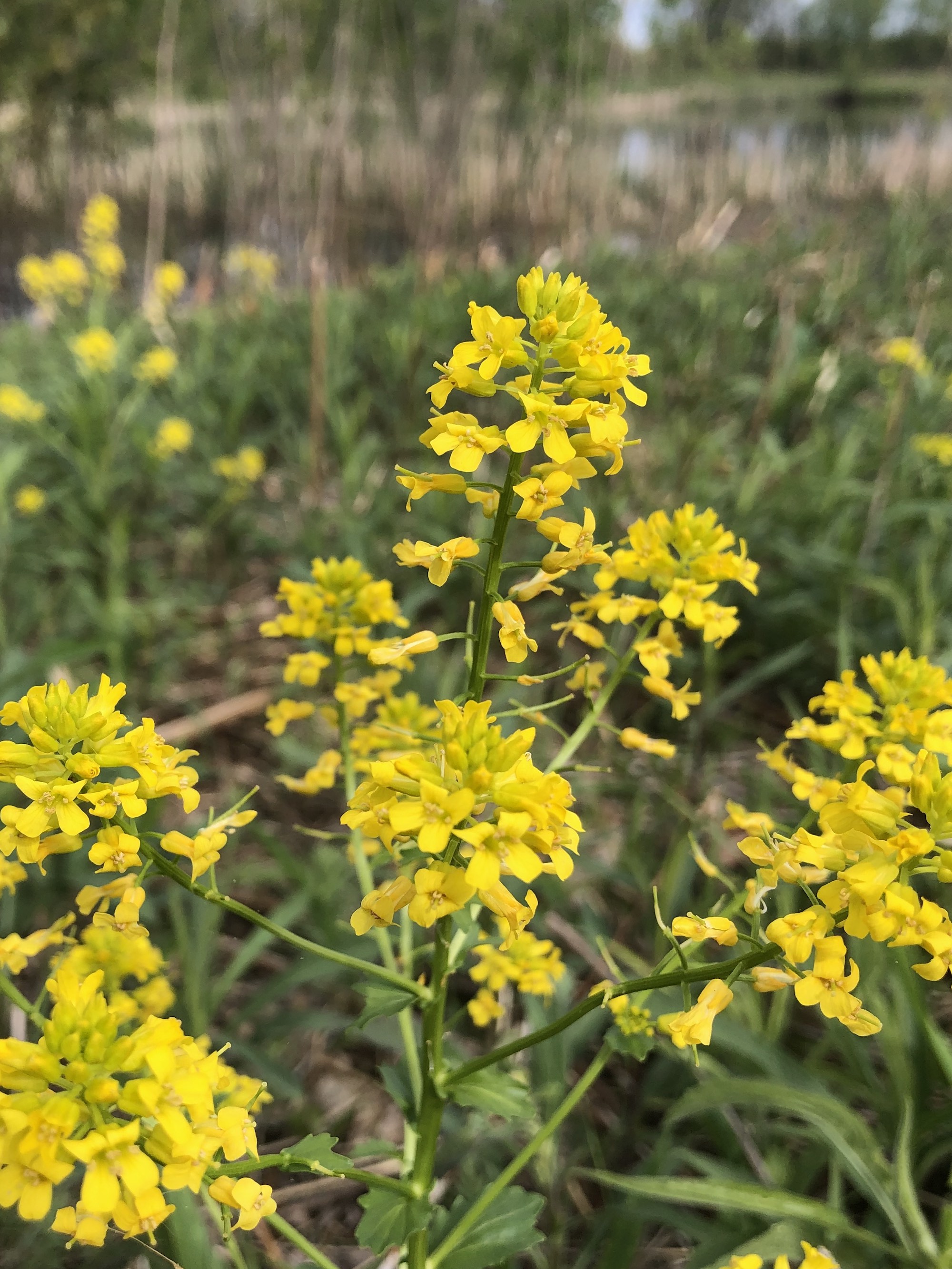Garden Yellow Rocket in Marion Dunn prairie in Madison, Wisconsin on May 4, 2021.