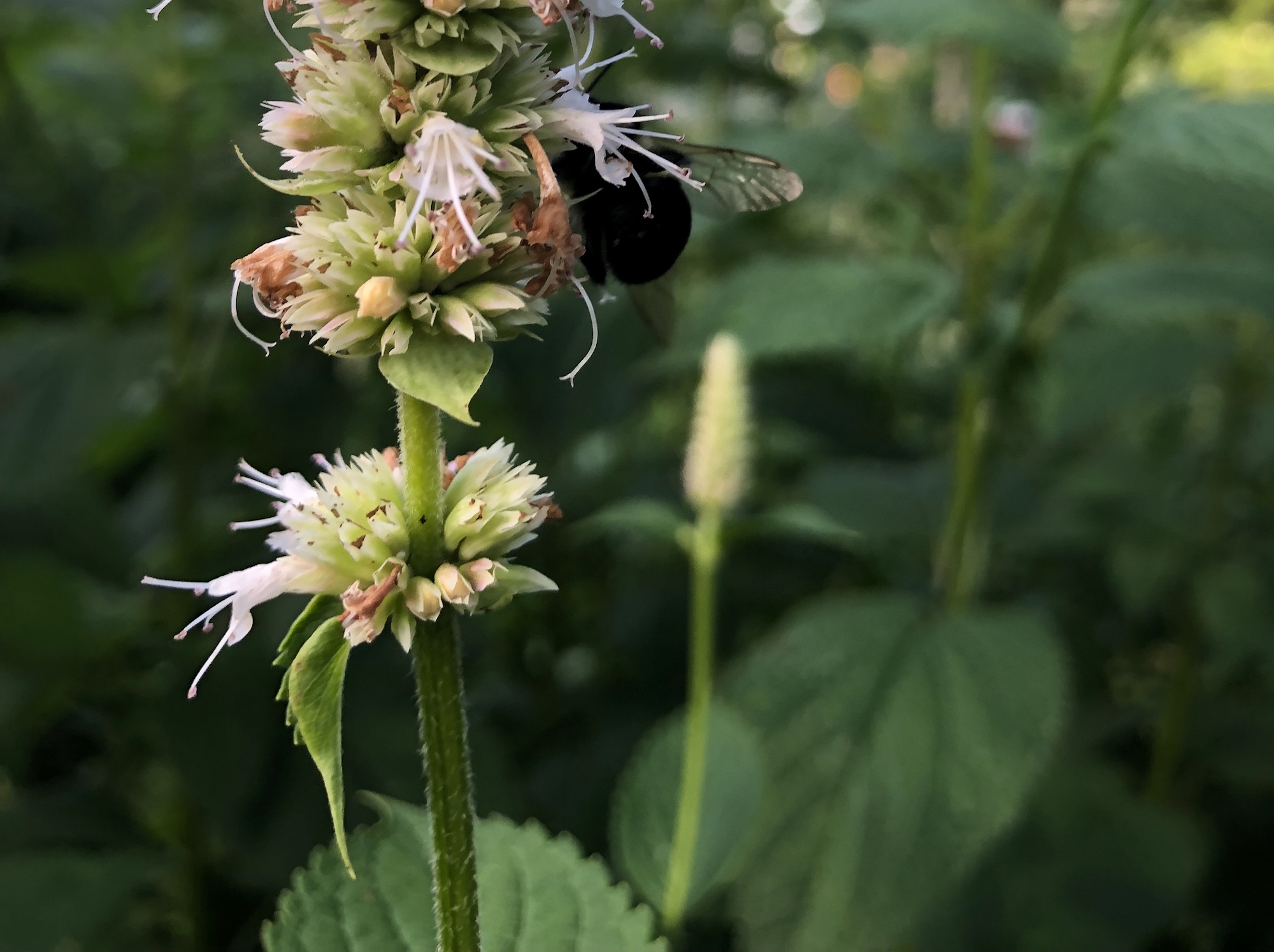 Bumblebee on Hyssop on August 3, 2019.