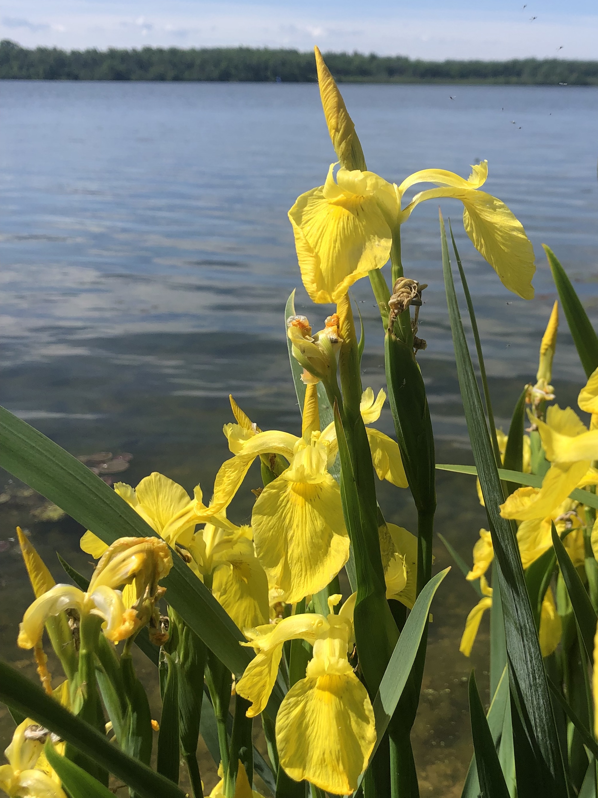 Yellow Flag Iris on east shore of Lake Wingra on June 9, 2022.
