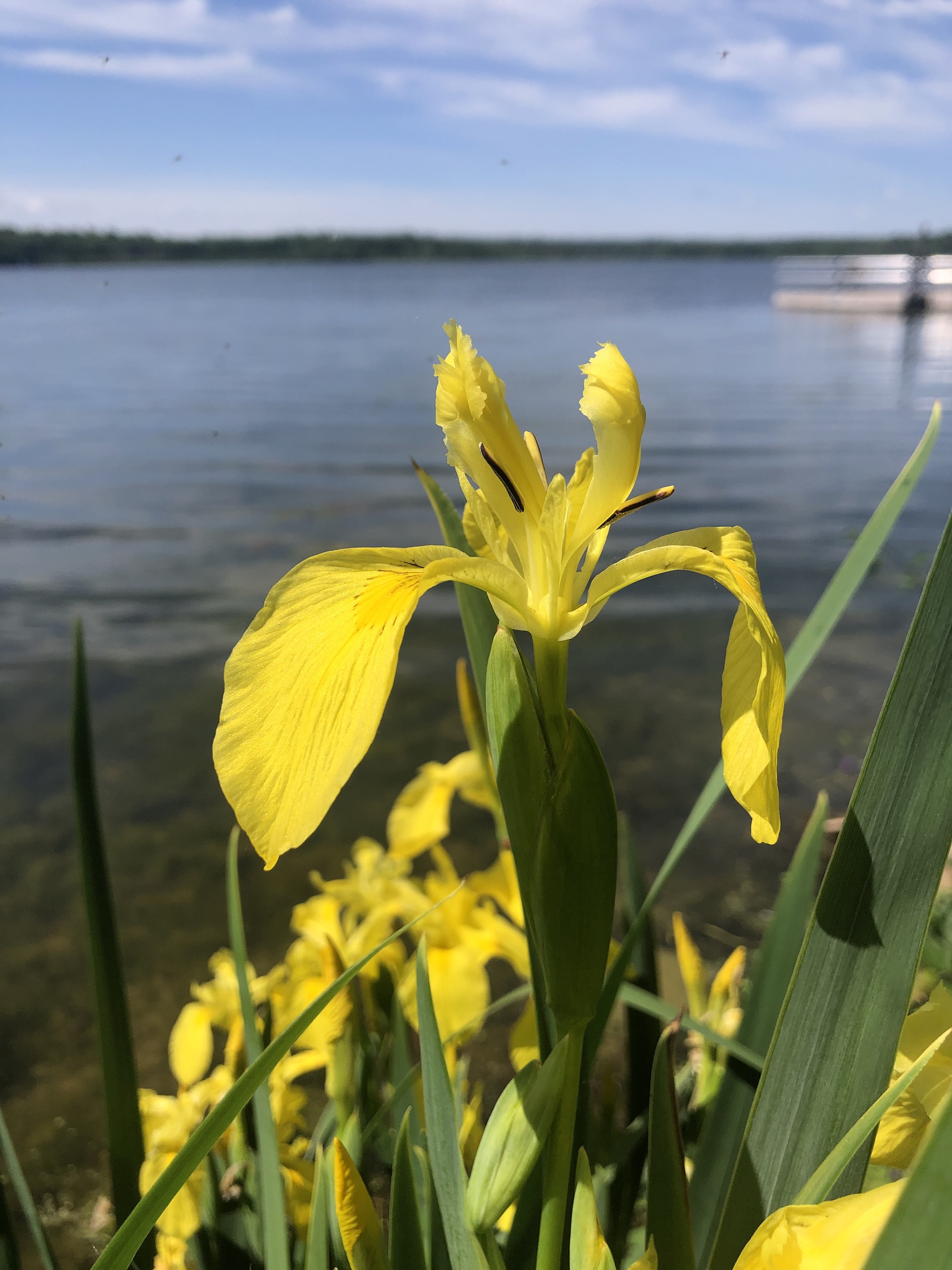 Yellow Flag Iris on east shore of Lake Wingra on June 9, 2022.